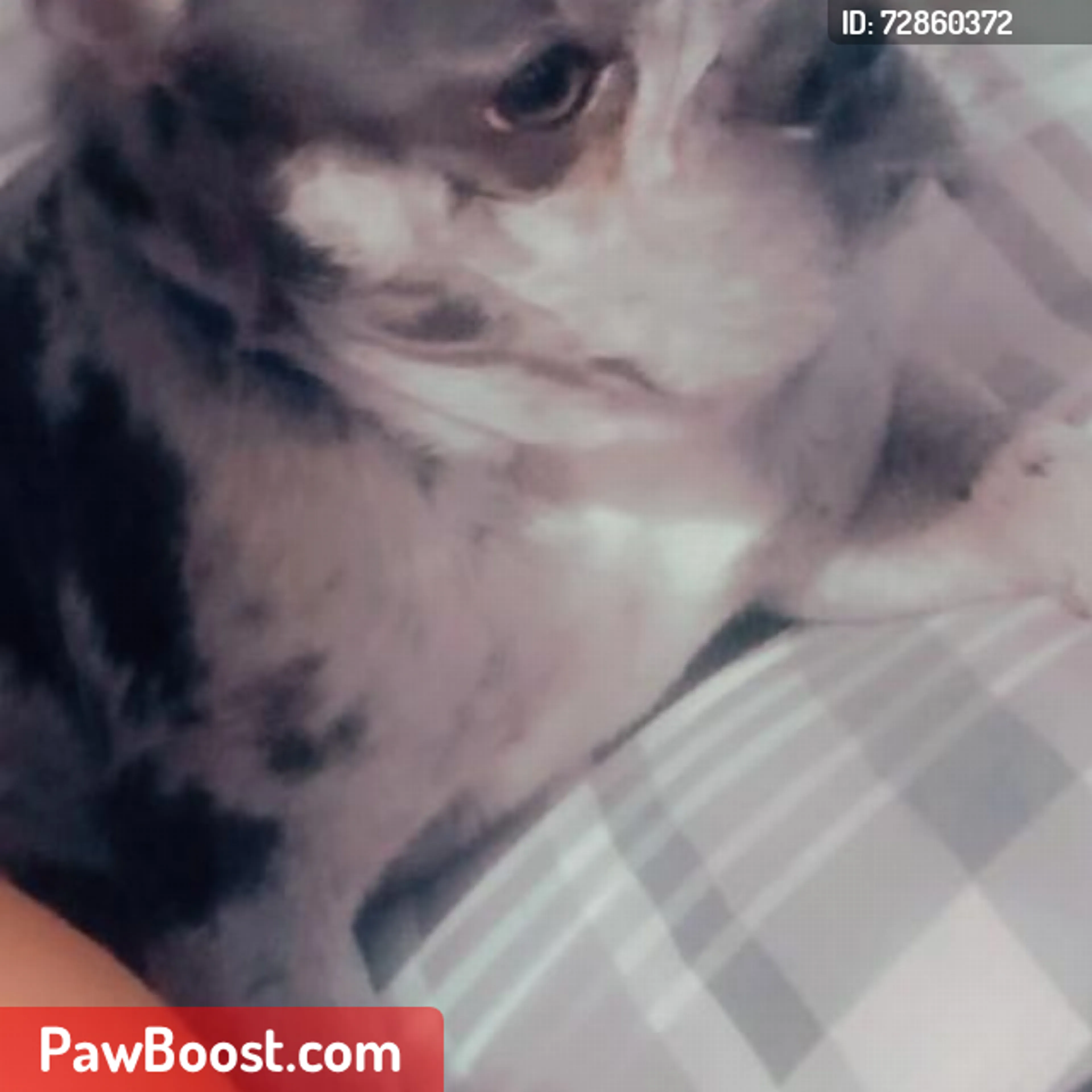 Lost pet