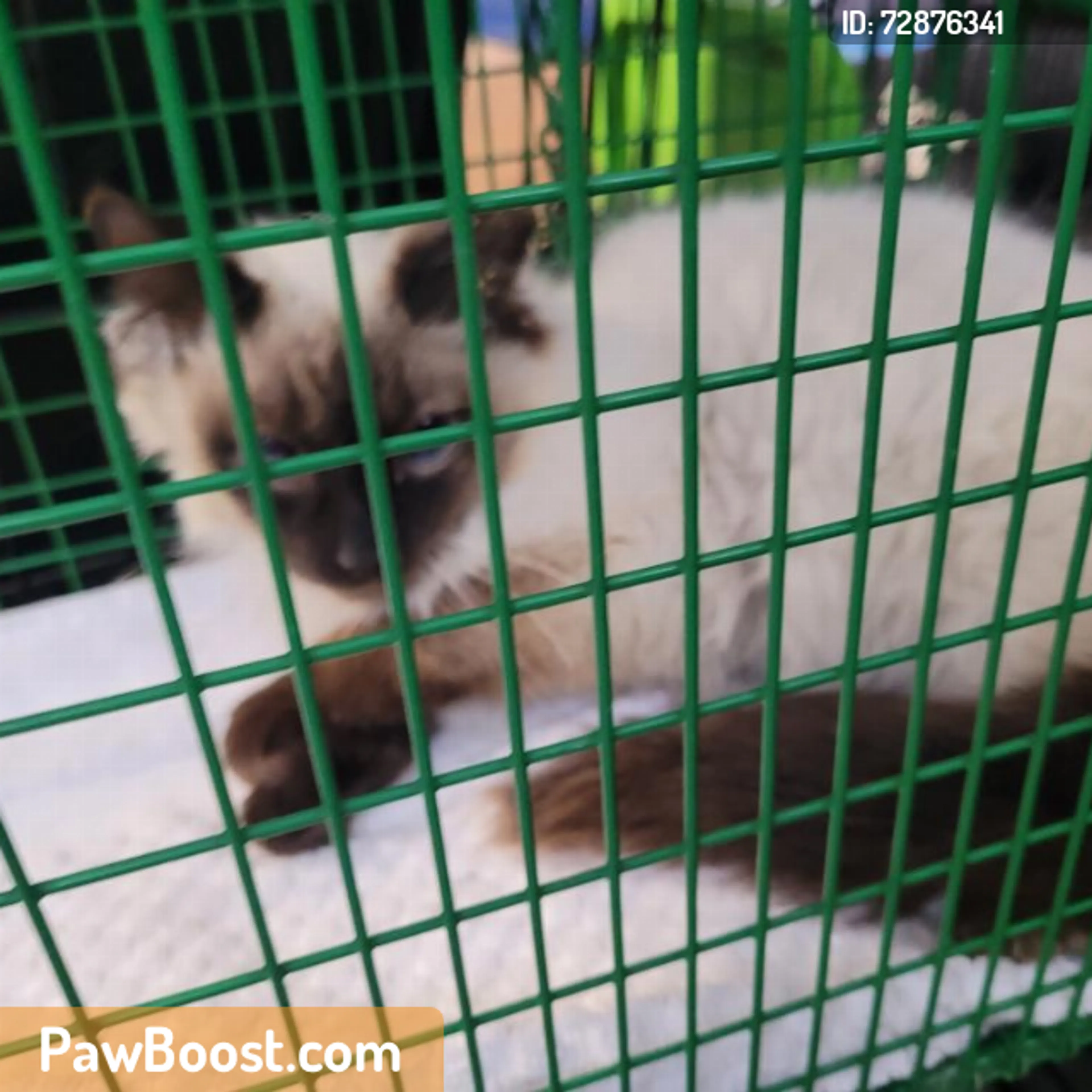 Found pet