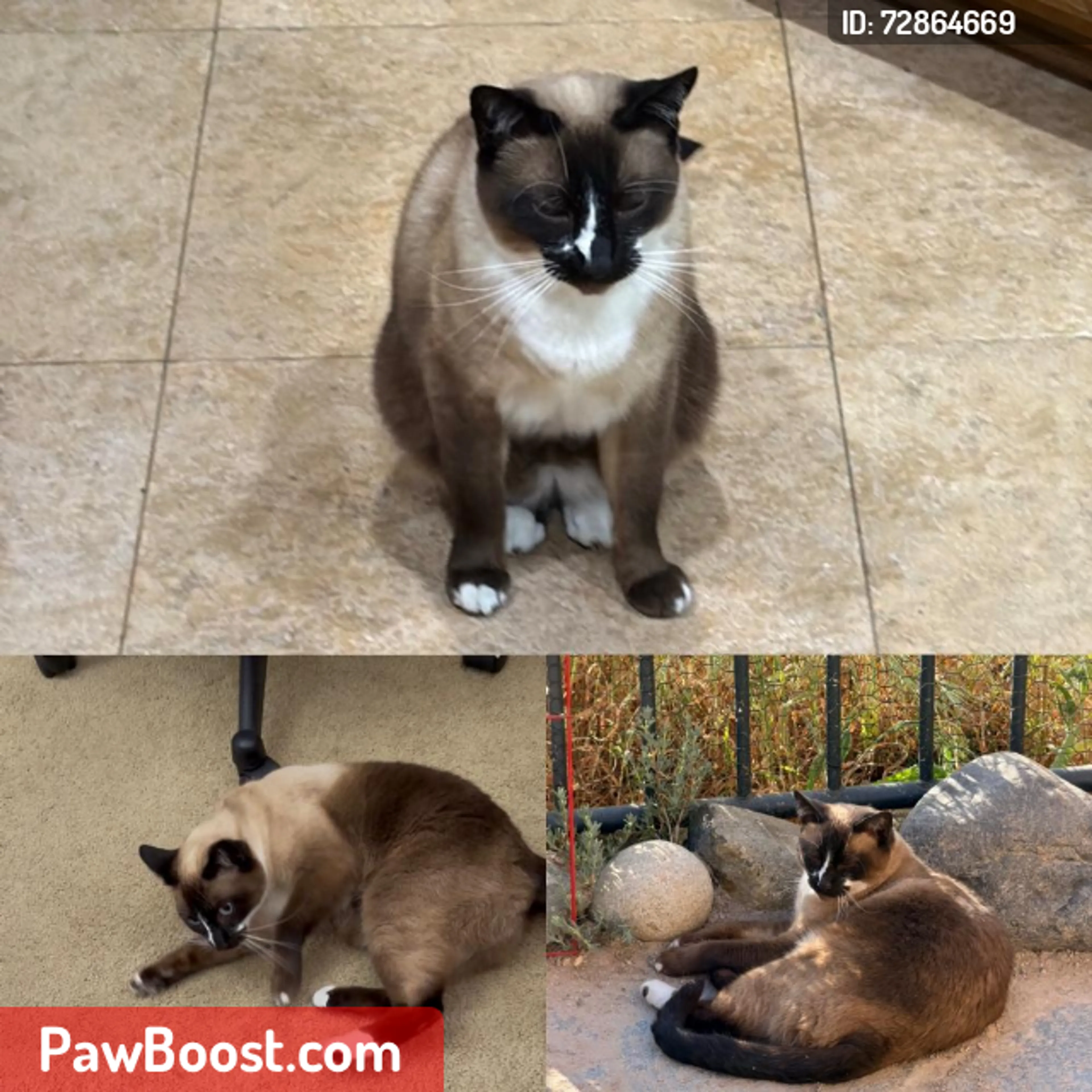 Lost pet