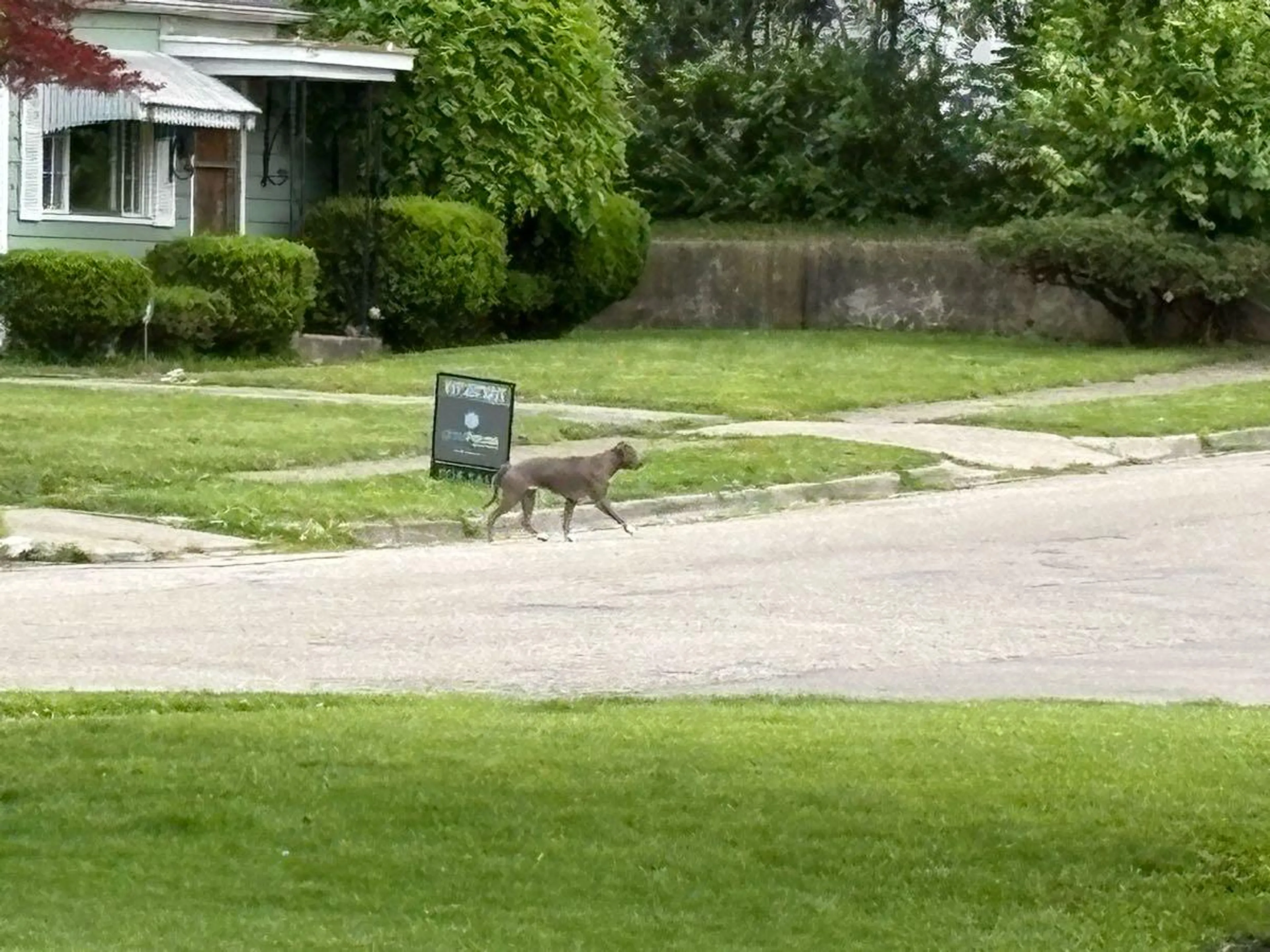 Found pet