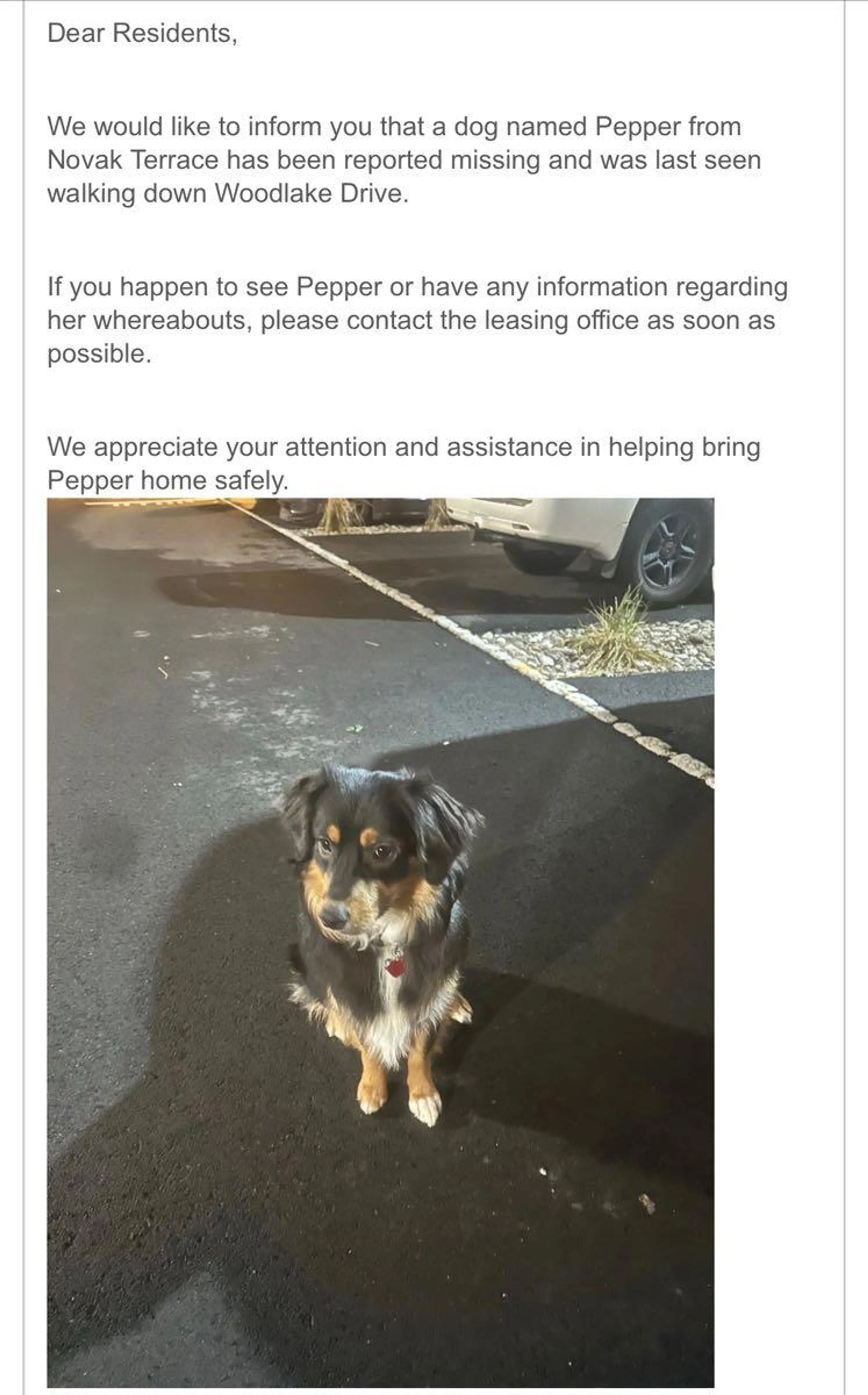 Lost pet