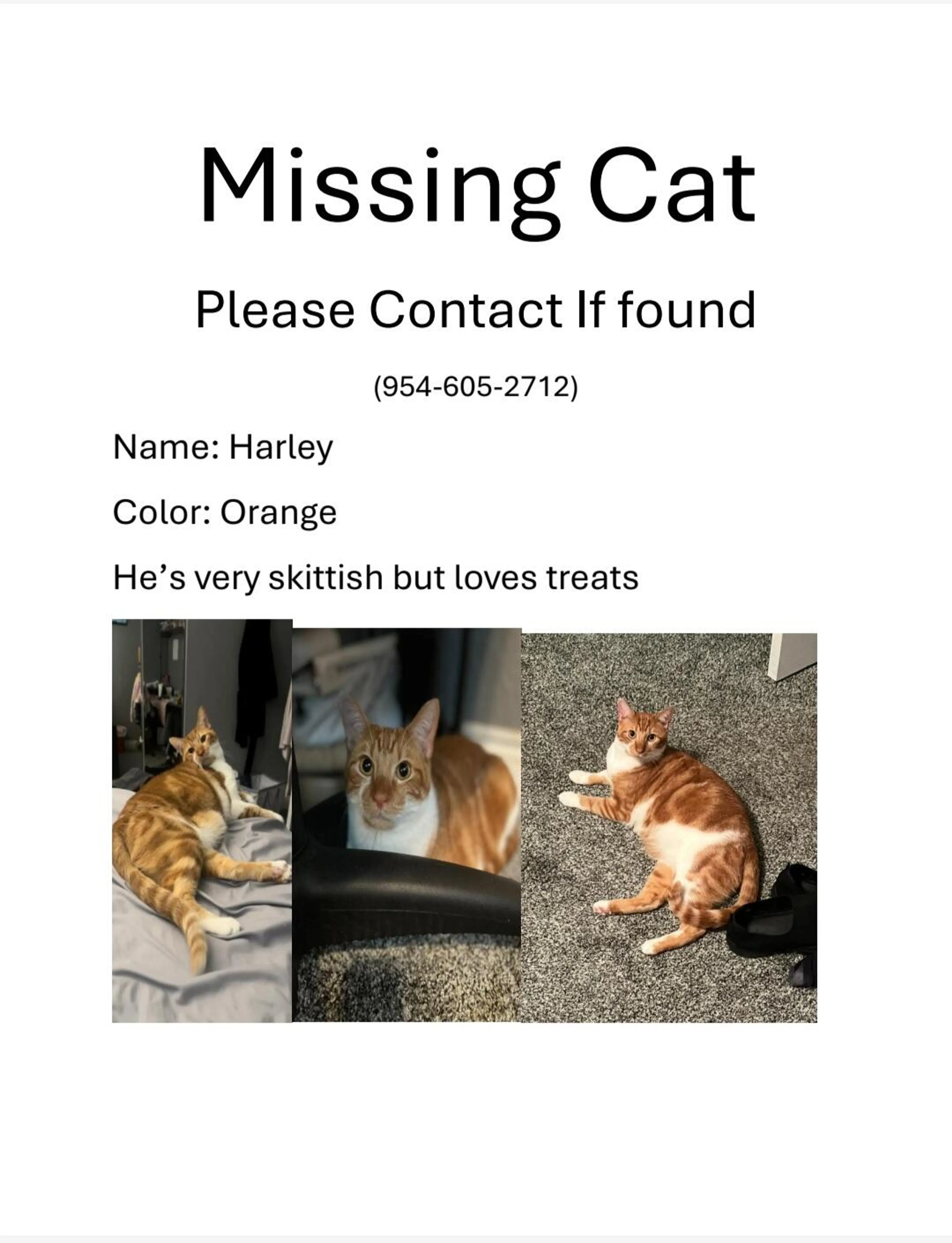 Lost pet