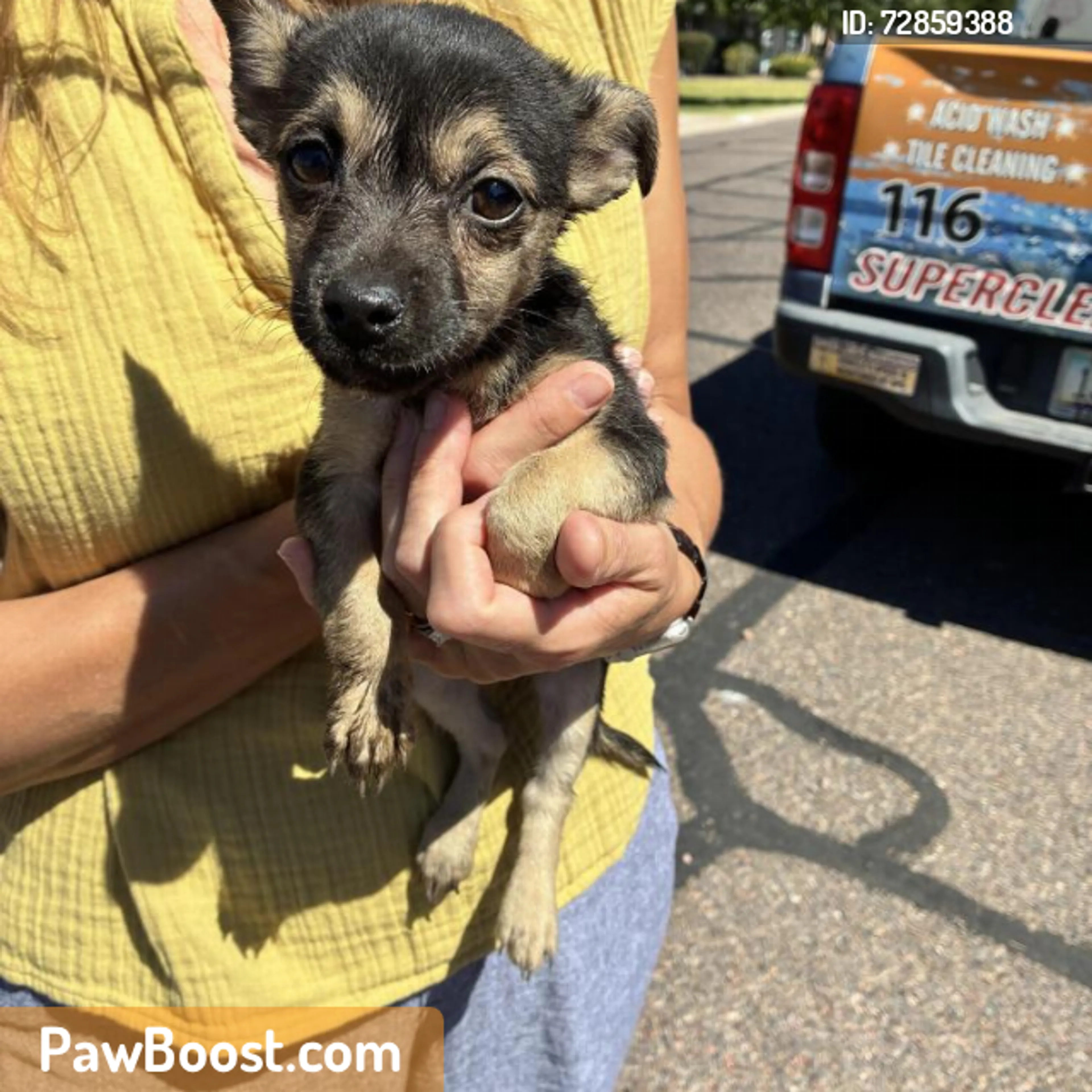 Found pet