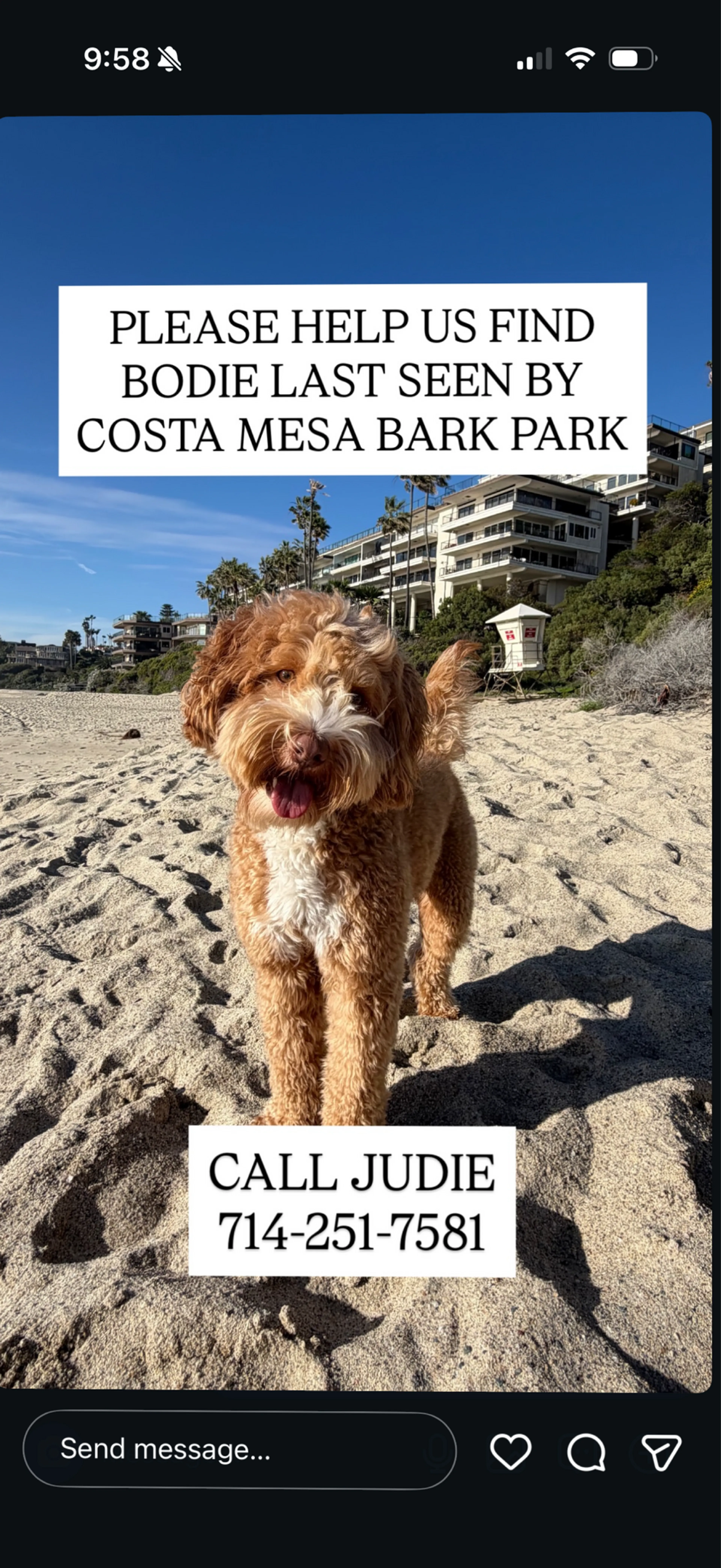 Lost pet