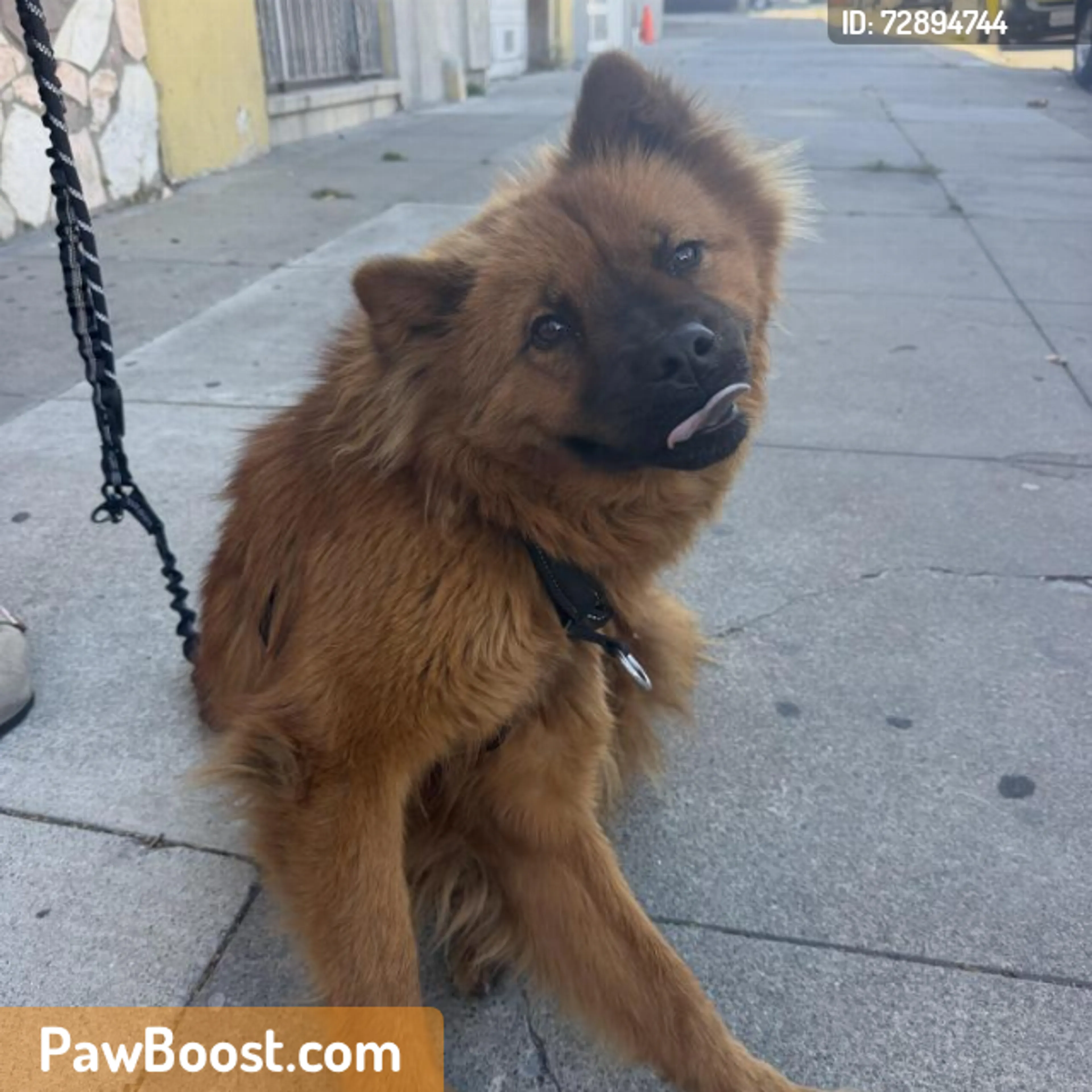 Found pet