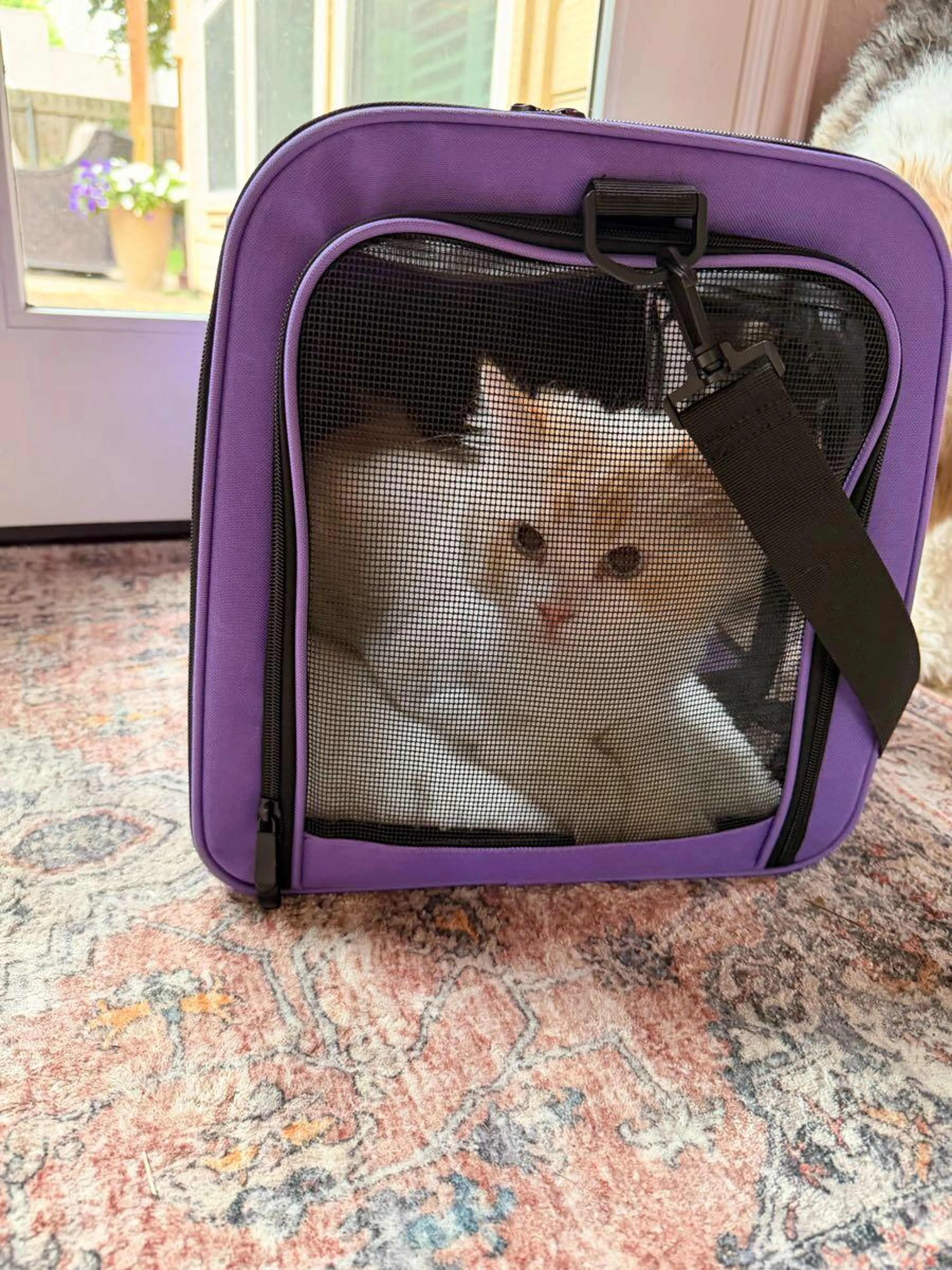 Found pet