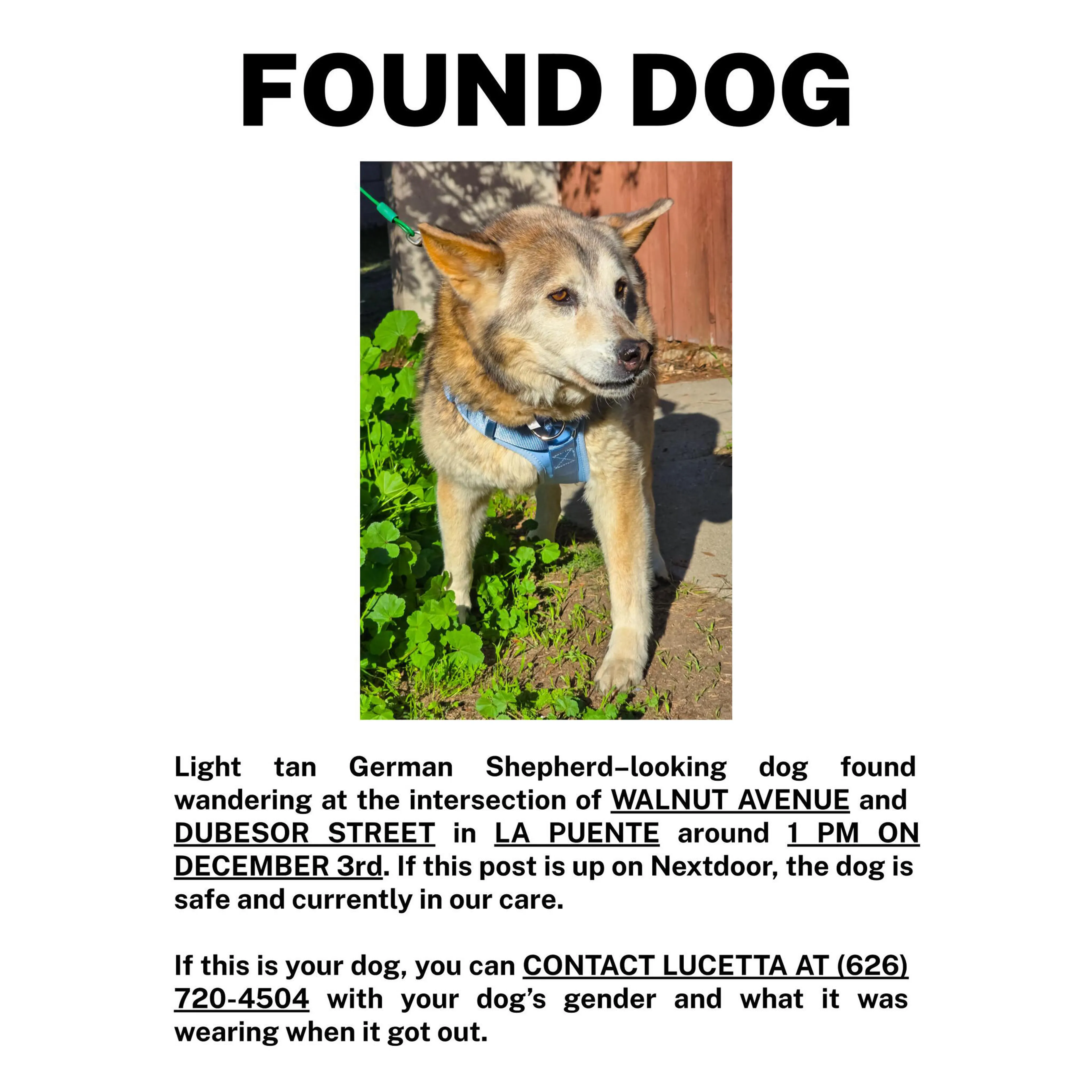 Found pet
