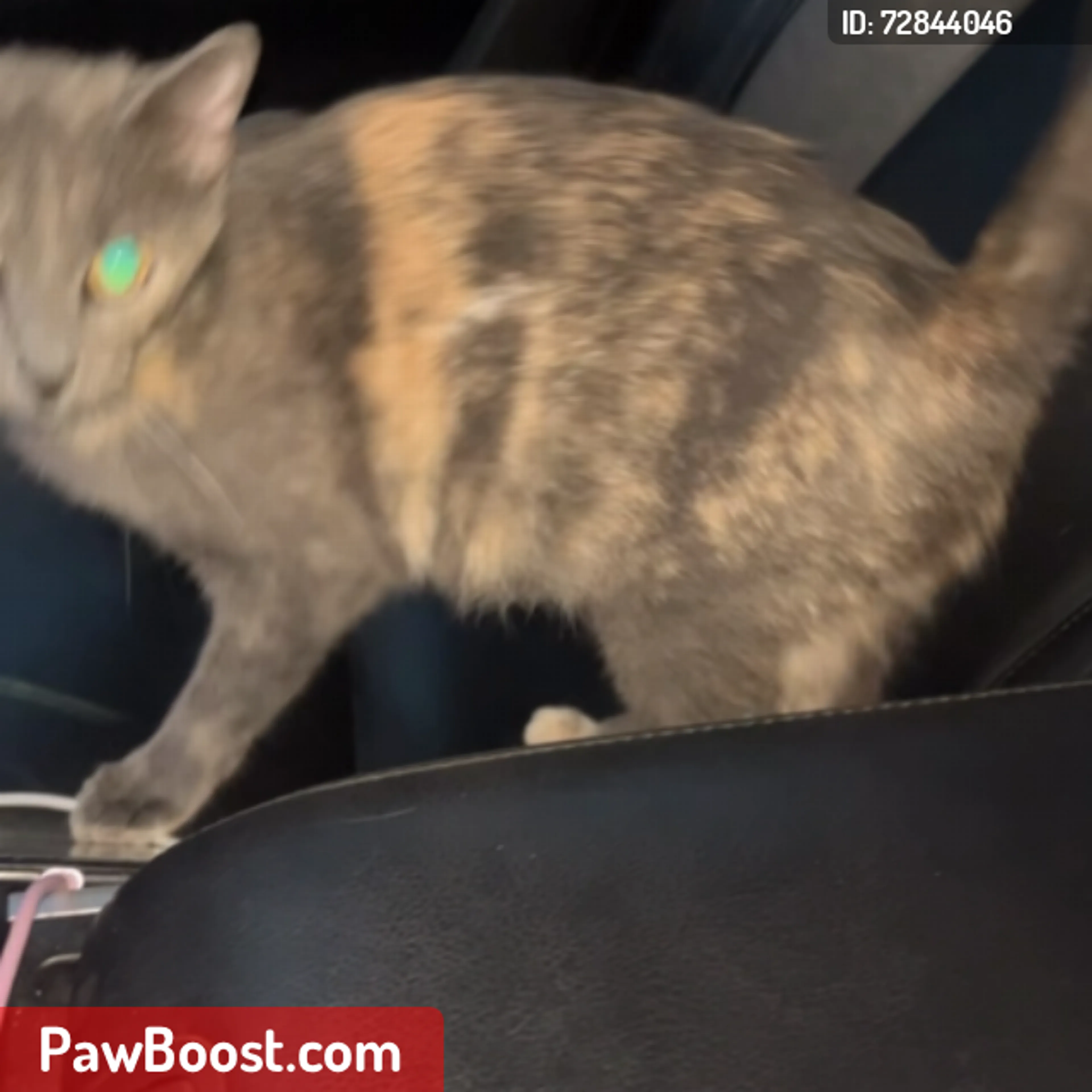 Lost pet
