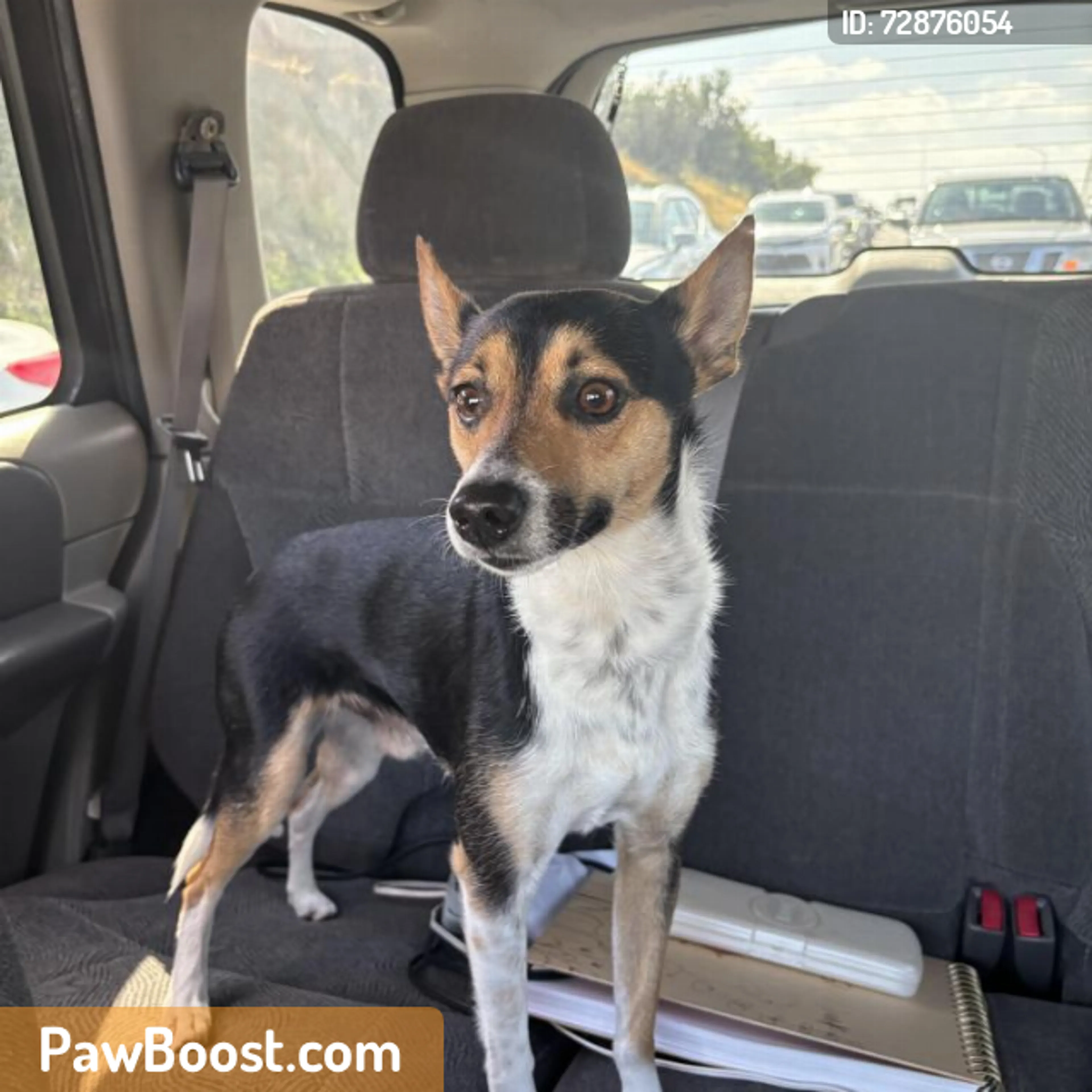 Found pet