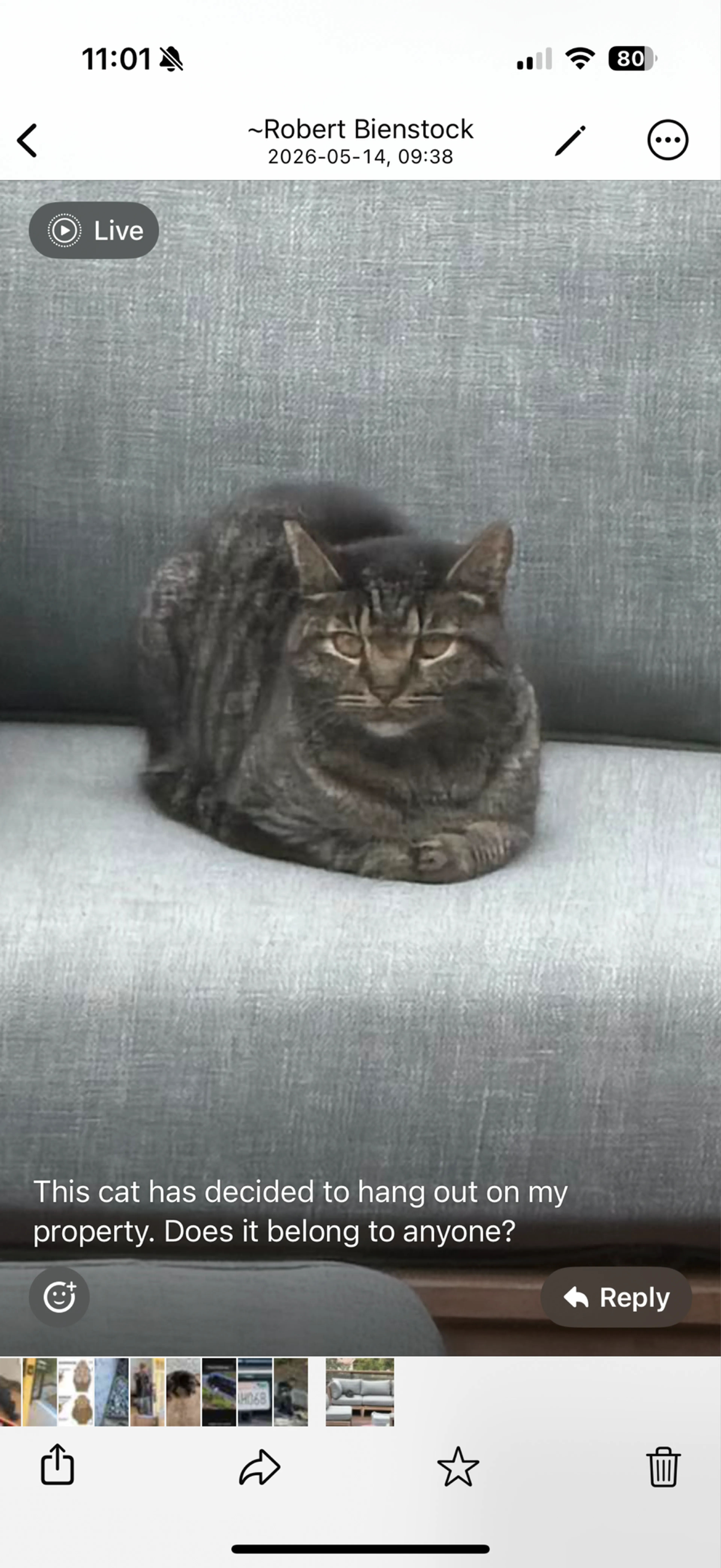 Found pet