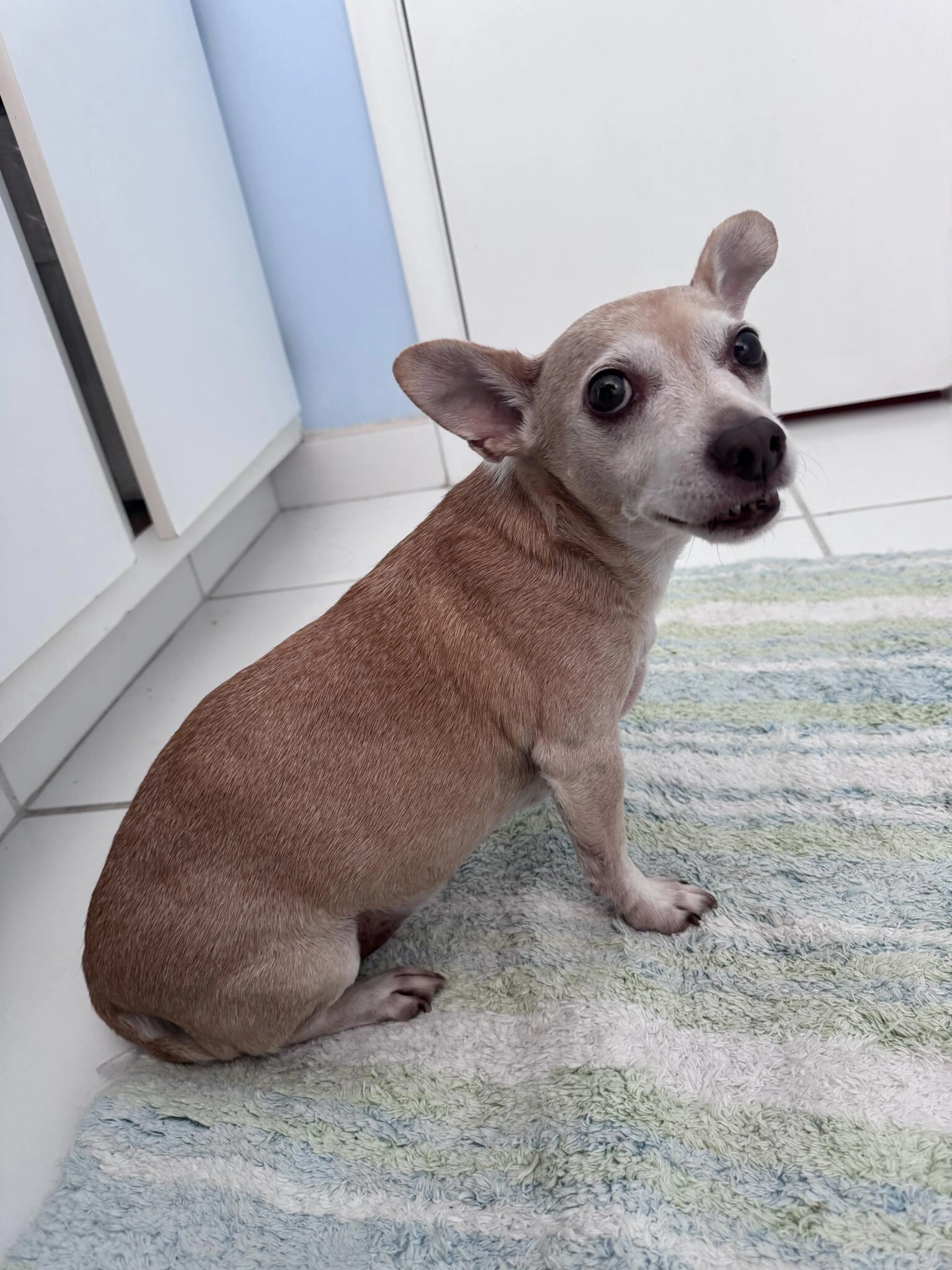 Found pet