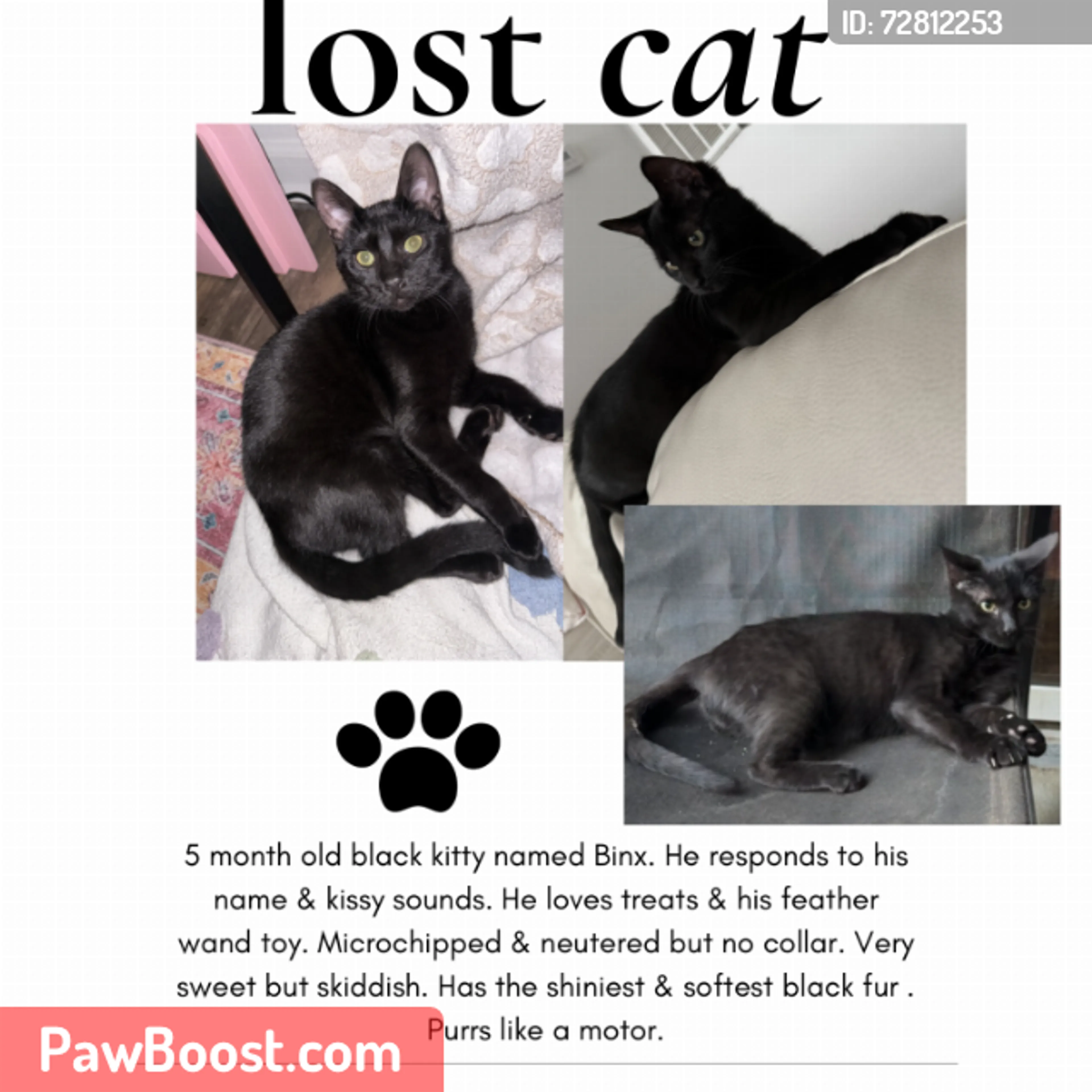 Lost pet
