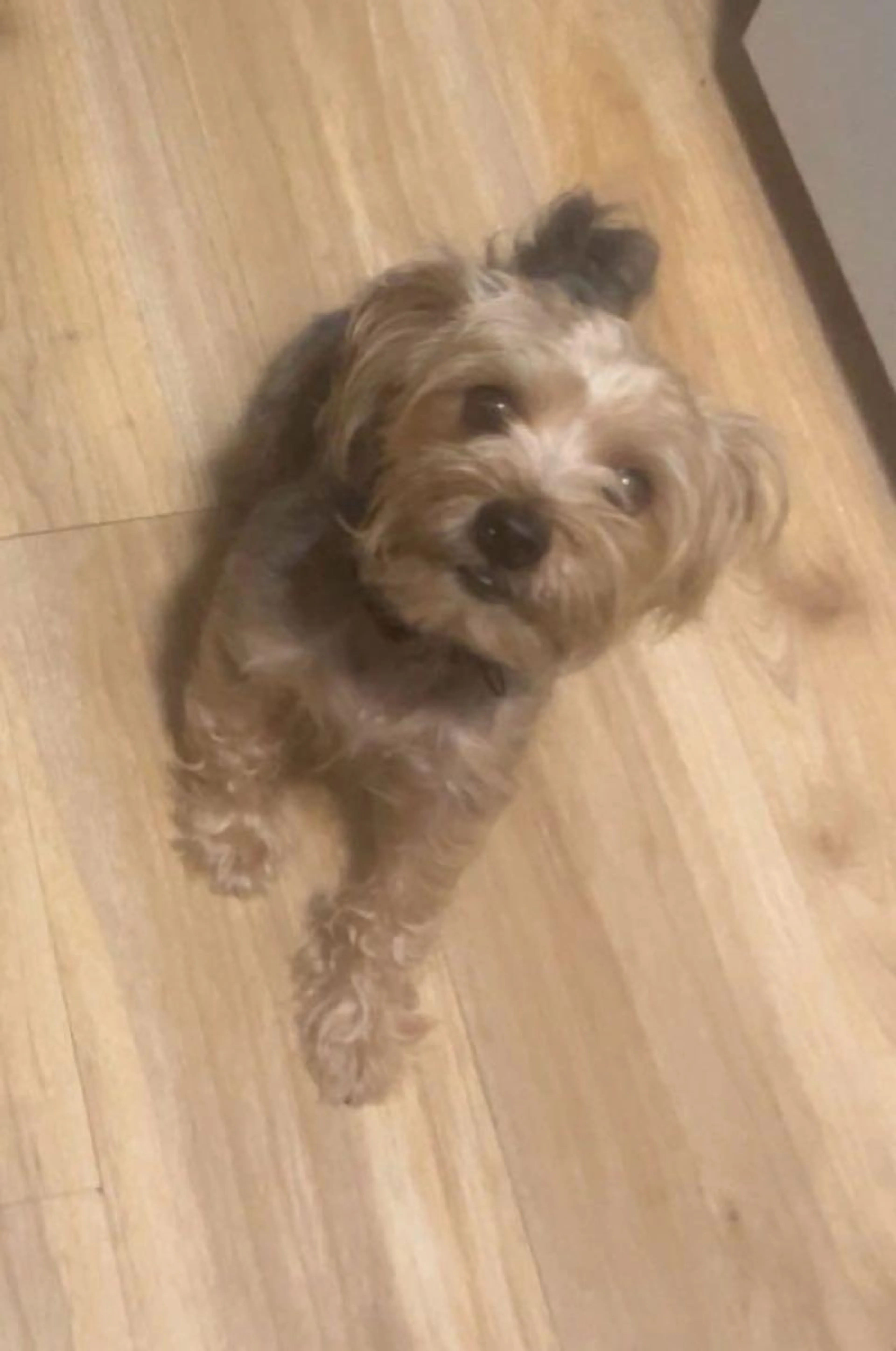 Lost pet
