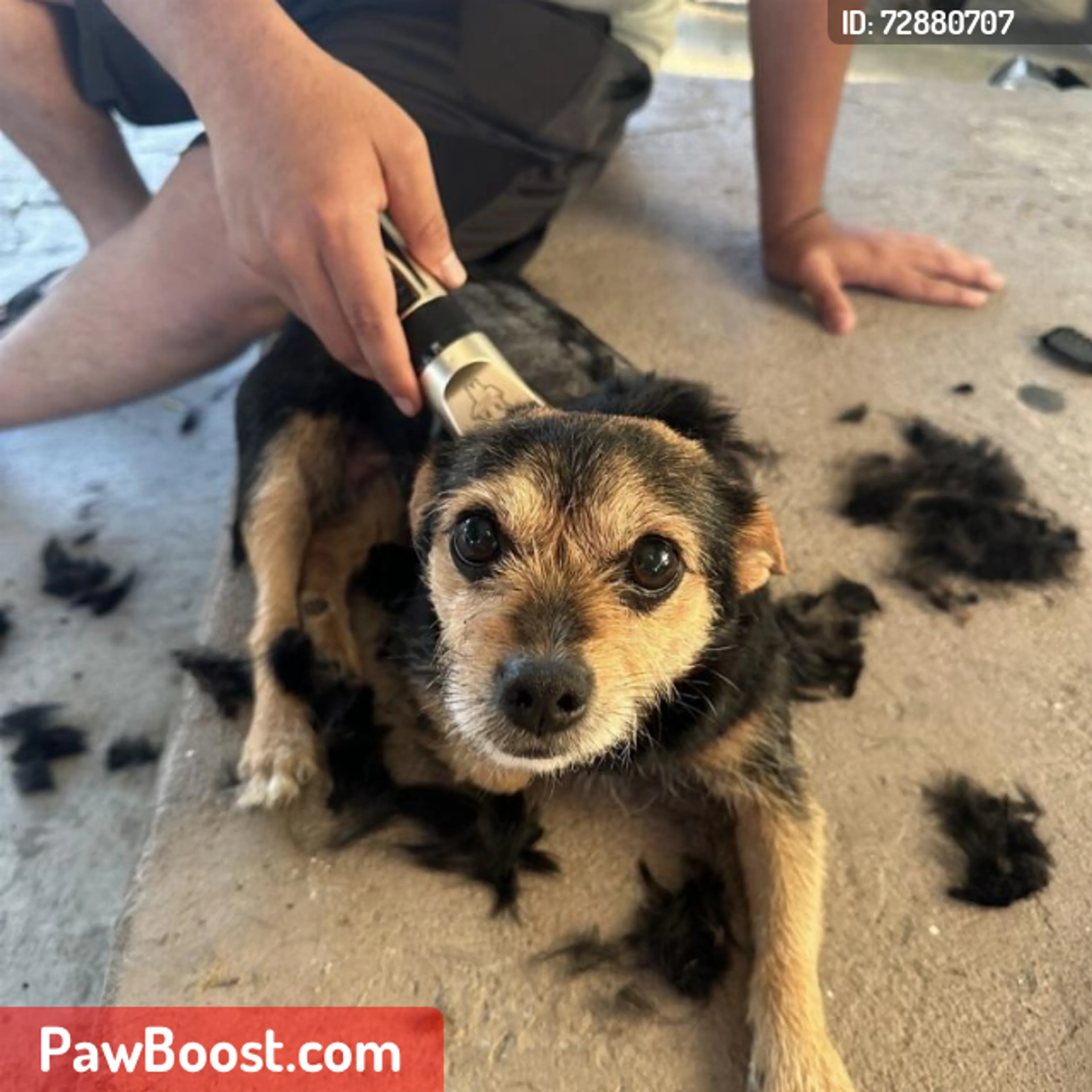 Lost pet