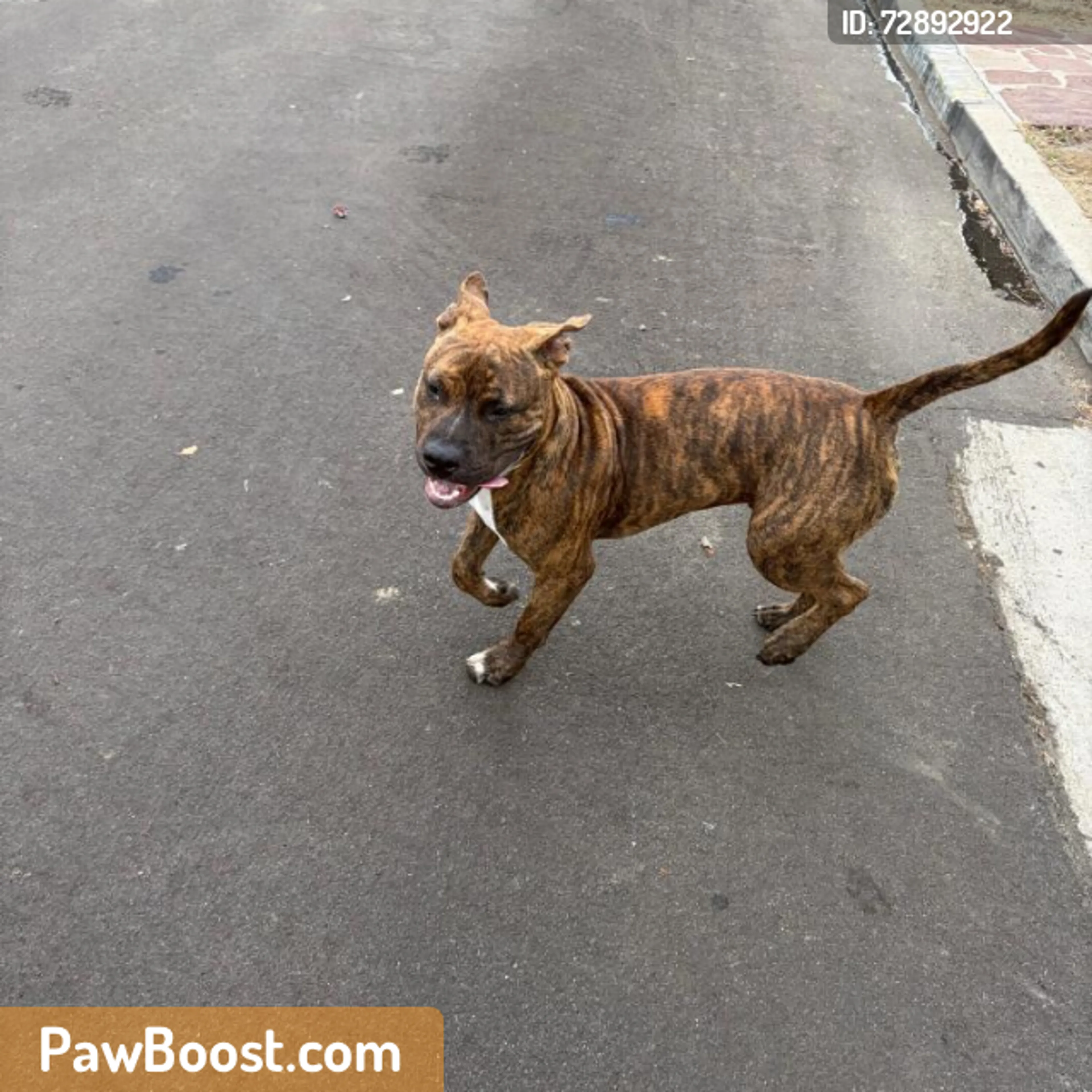 Found pet