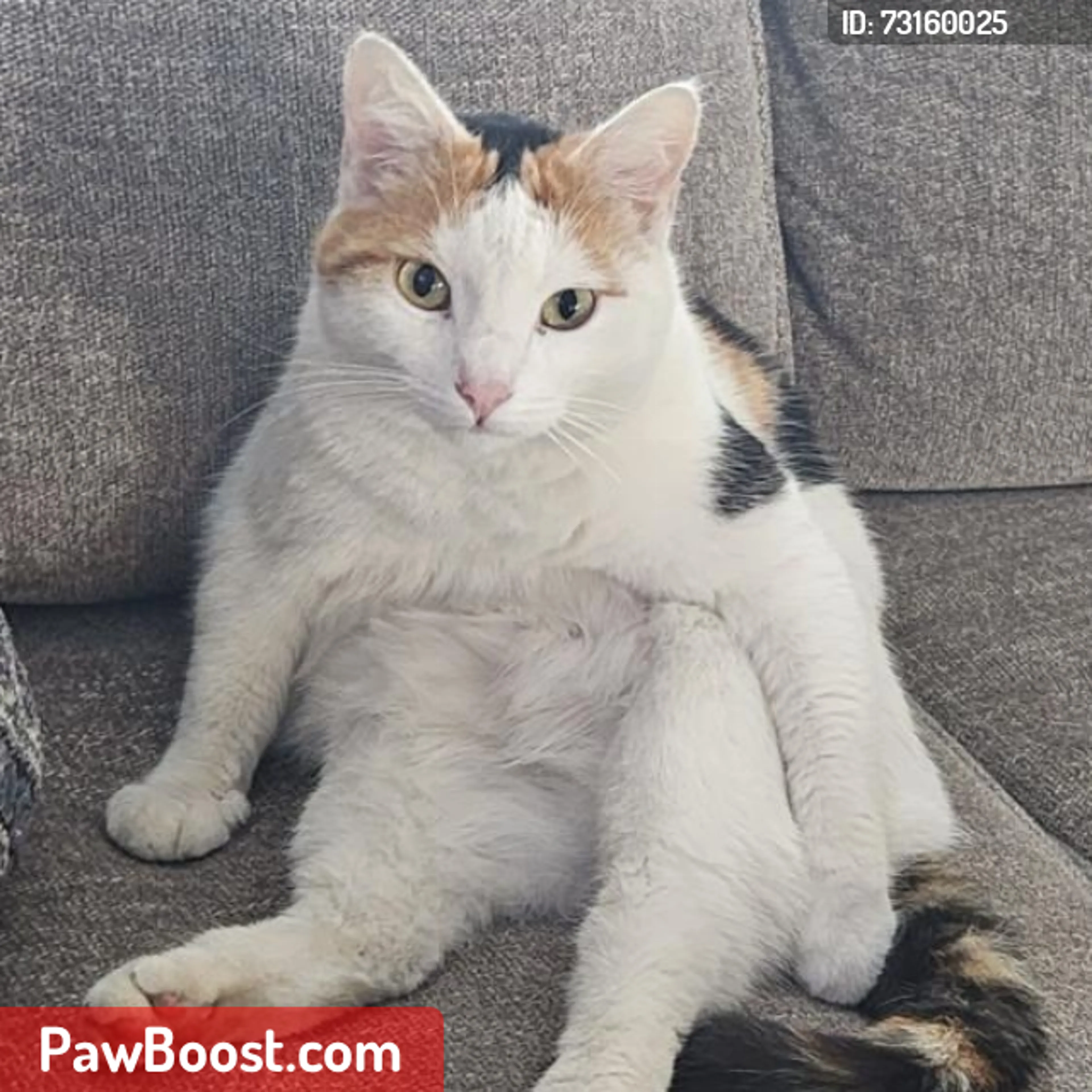 cdn image
