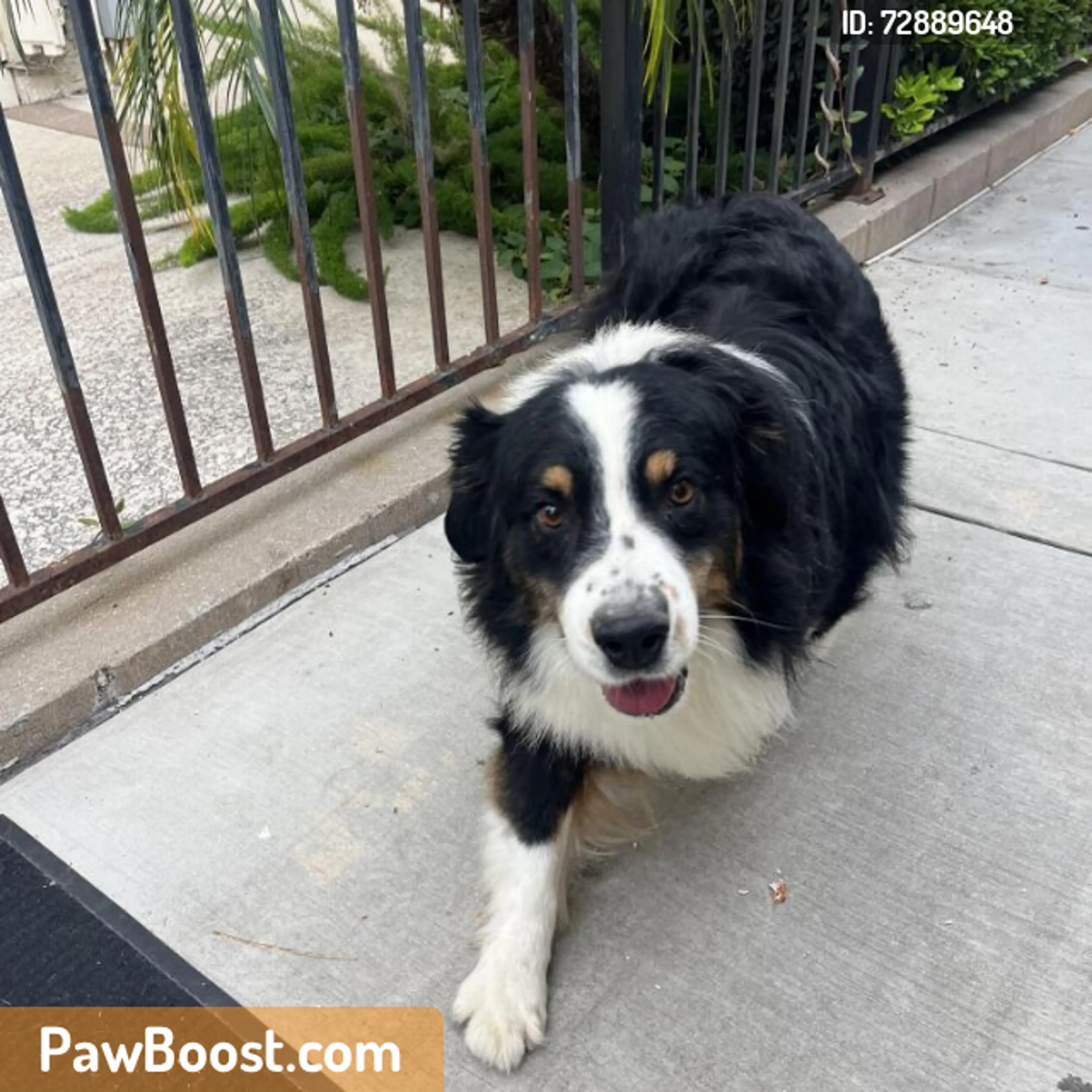 Found pet