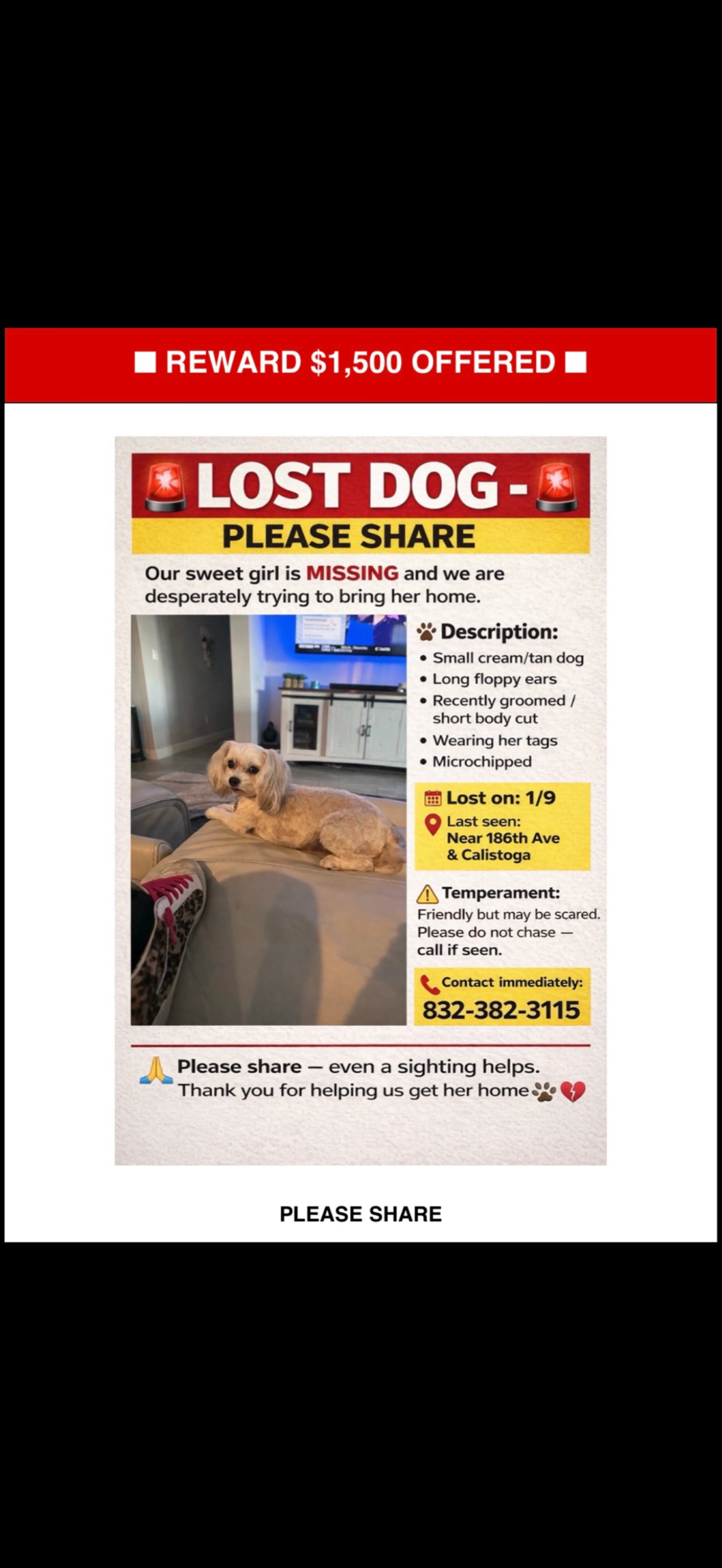 Lost pet