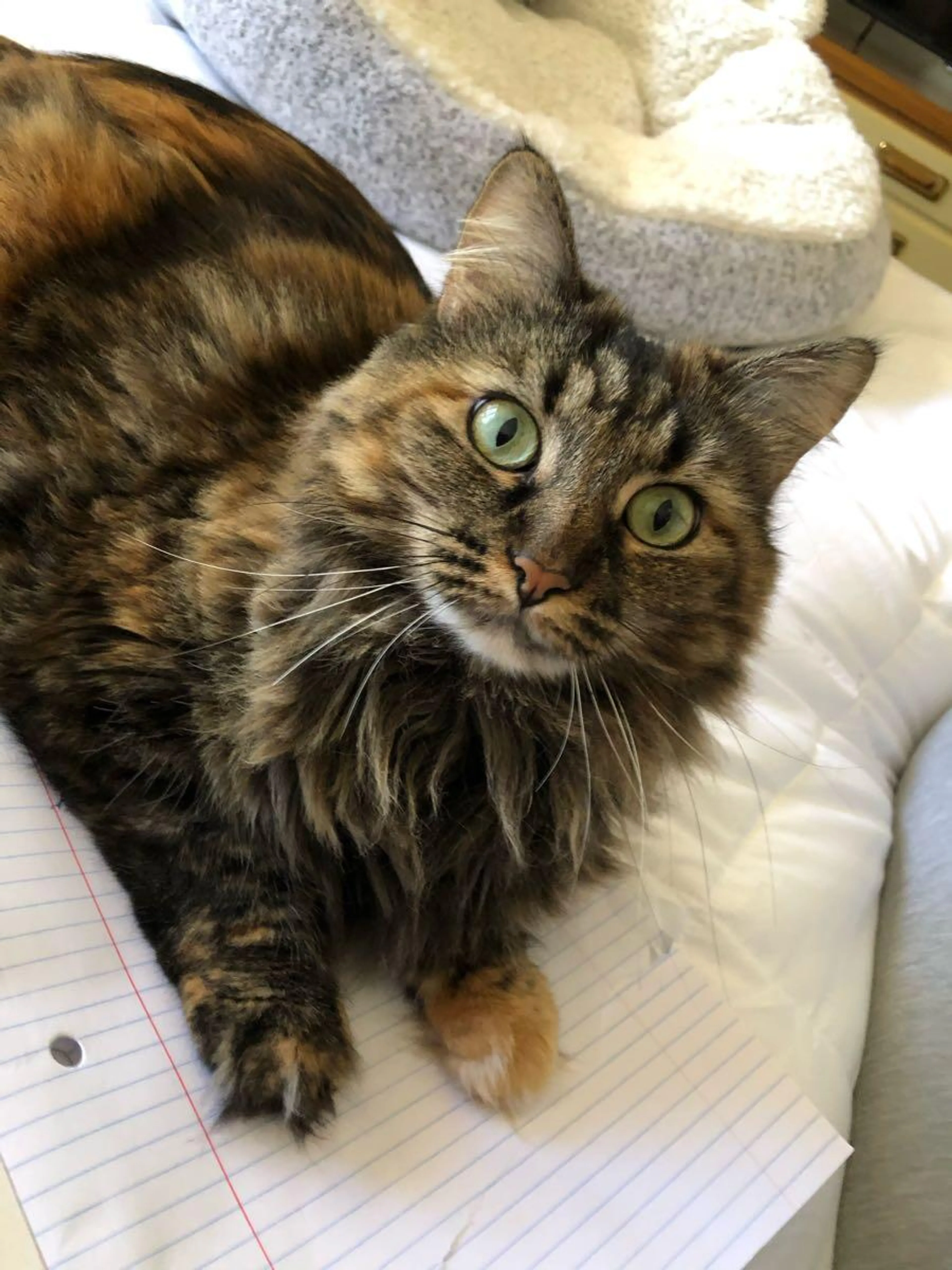Lost pet