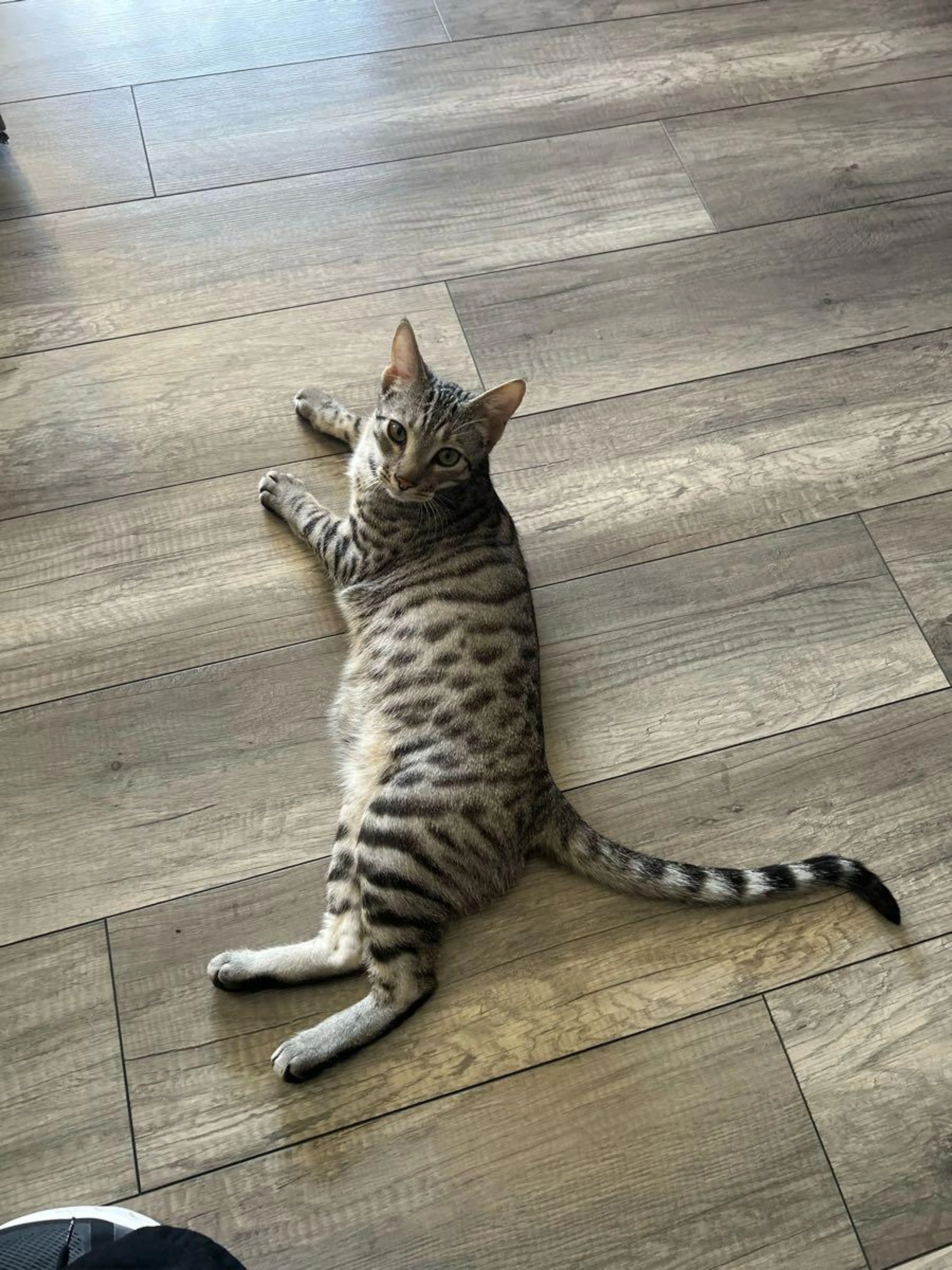 Lost pet