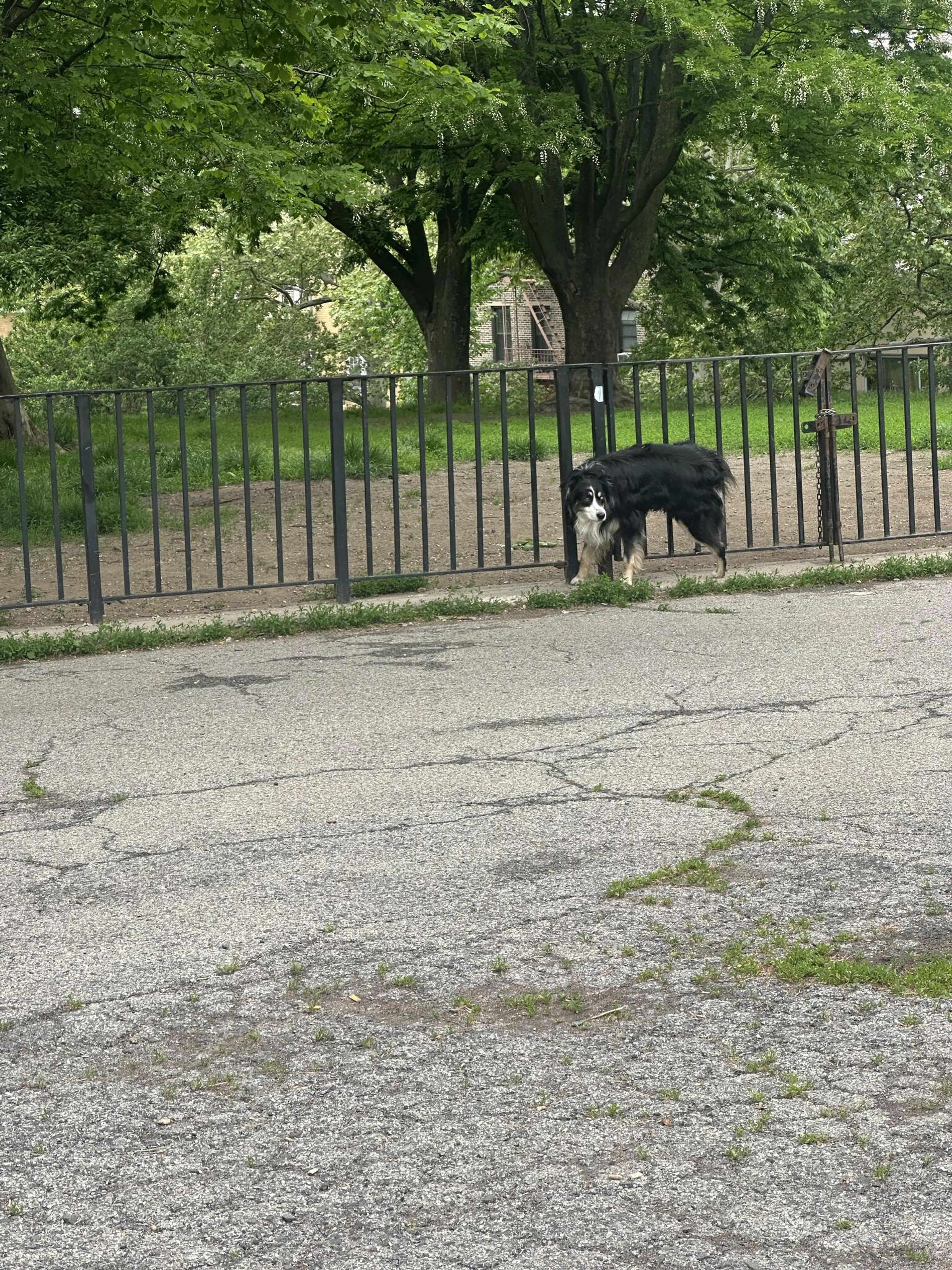 Found pet