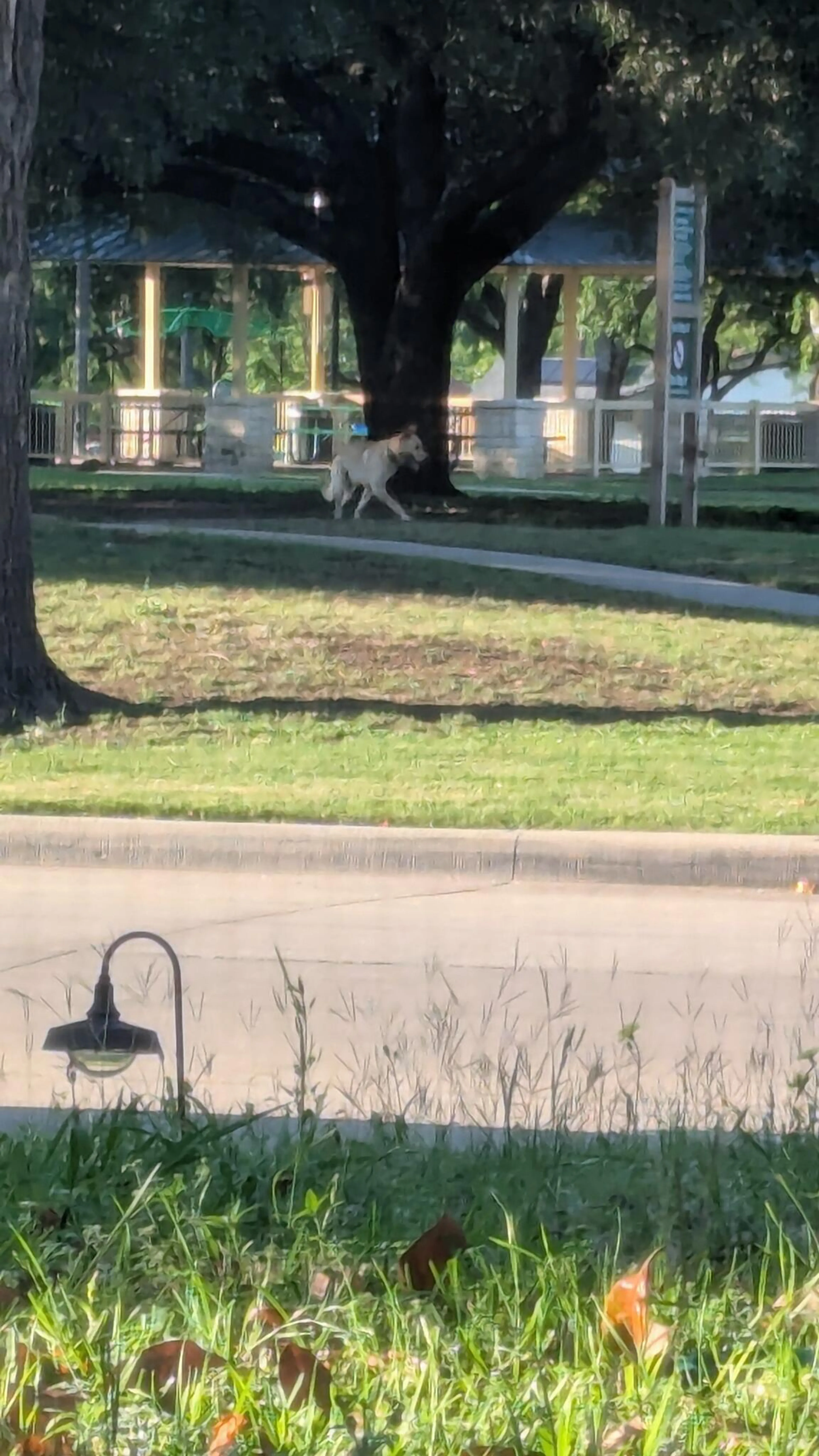 Found pet