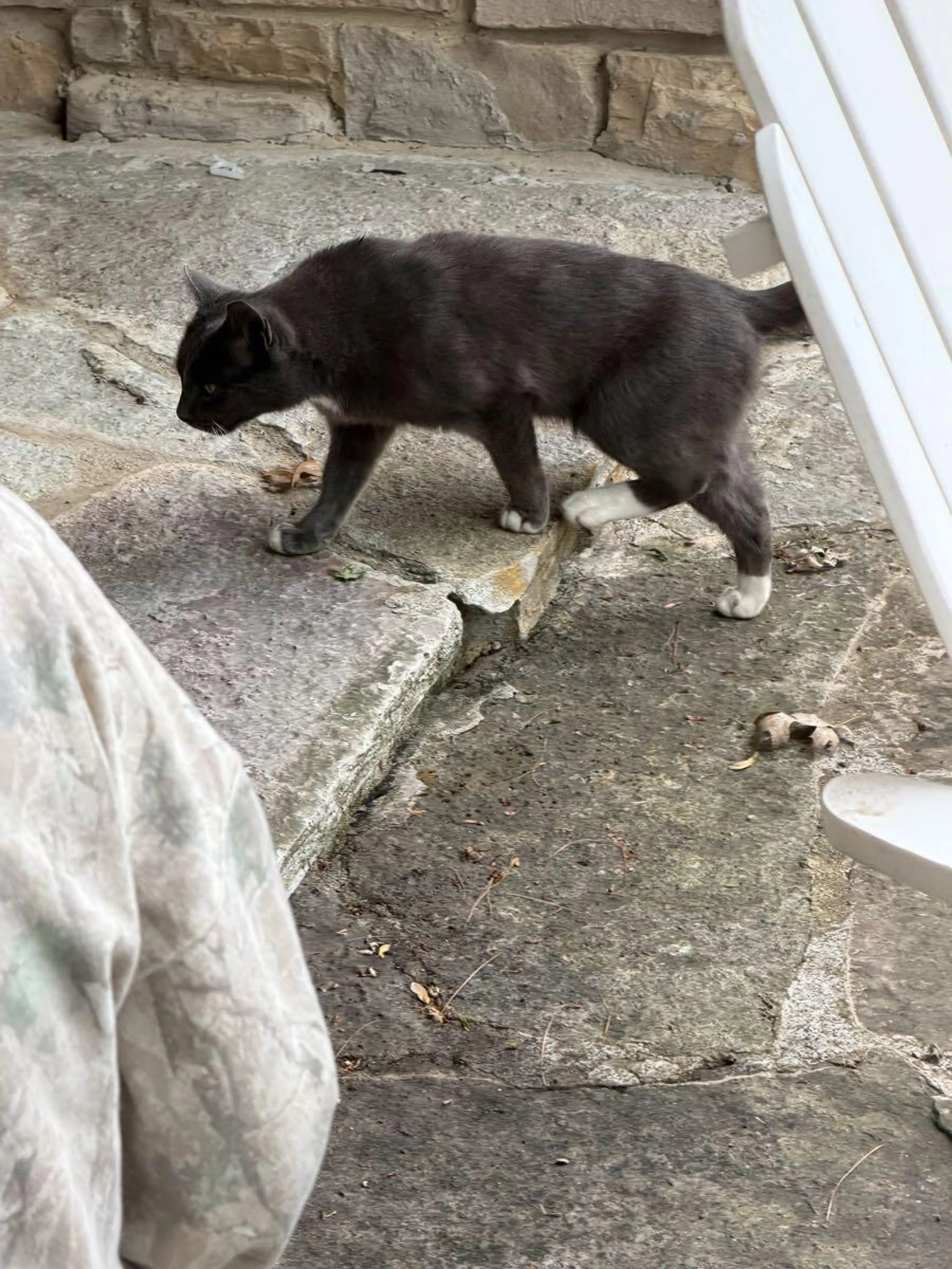 Found pet
