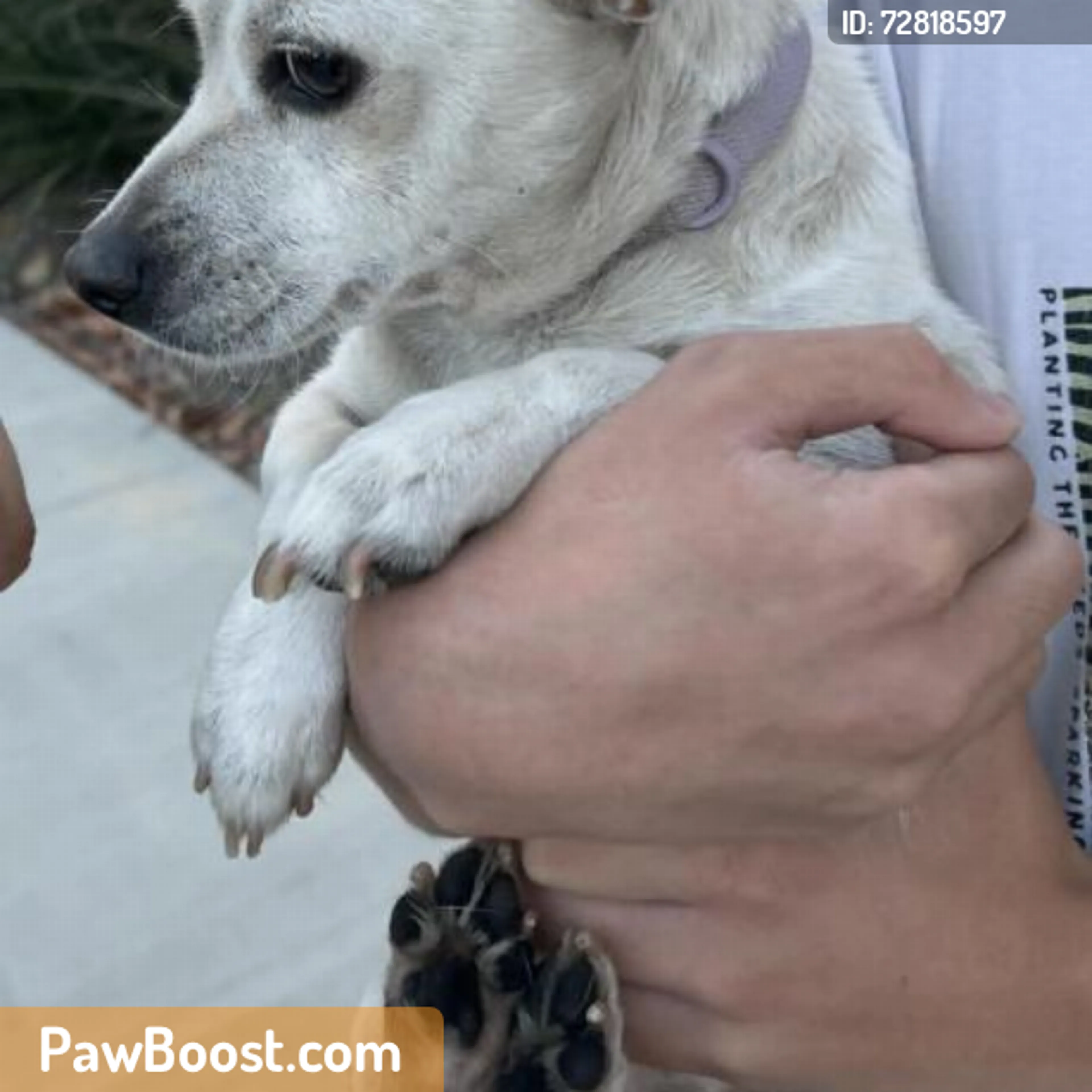Found pet