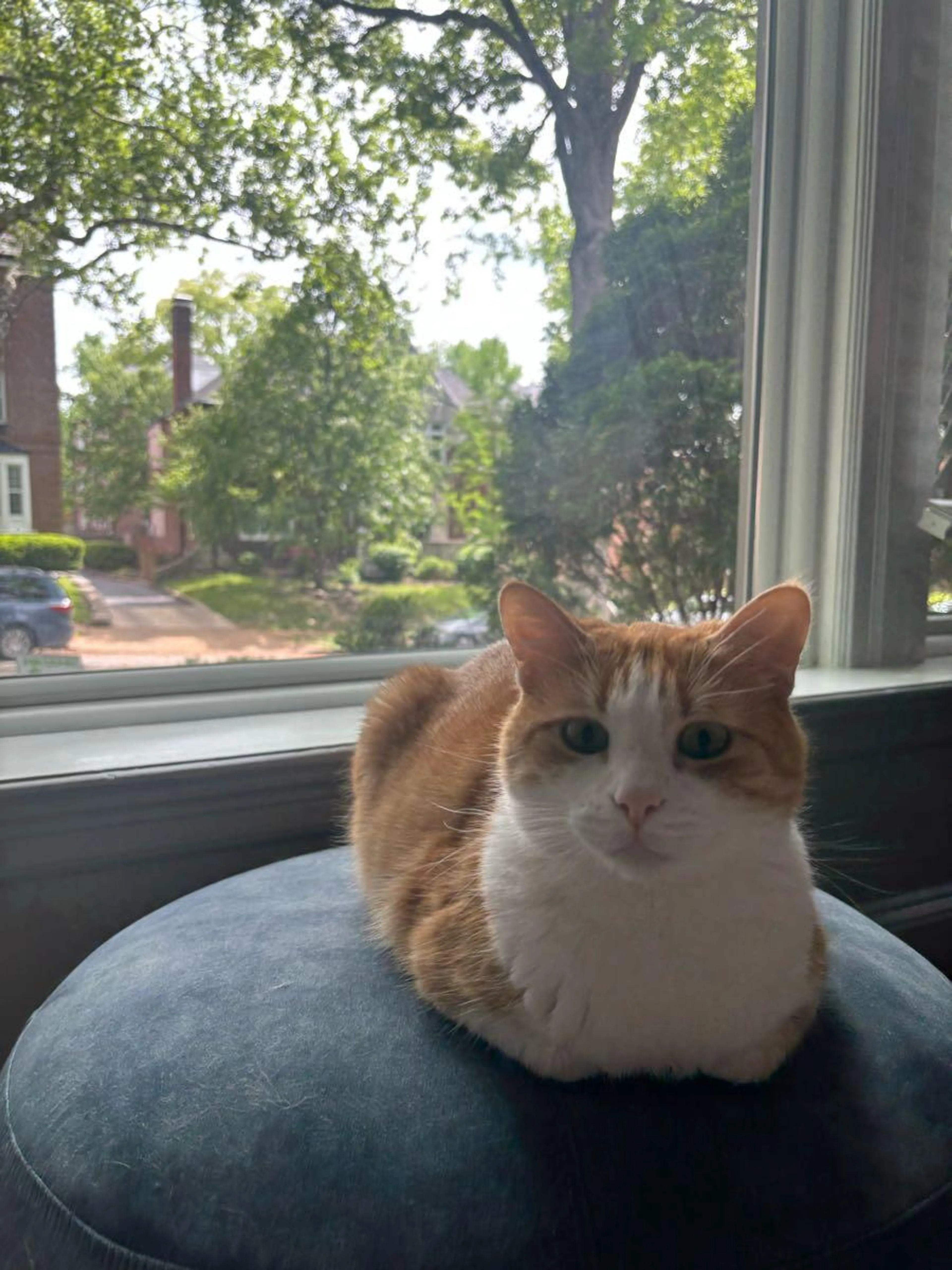 Lost pet