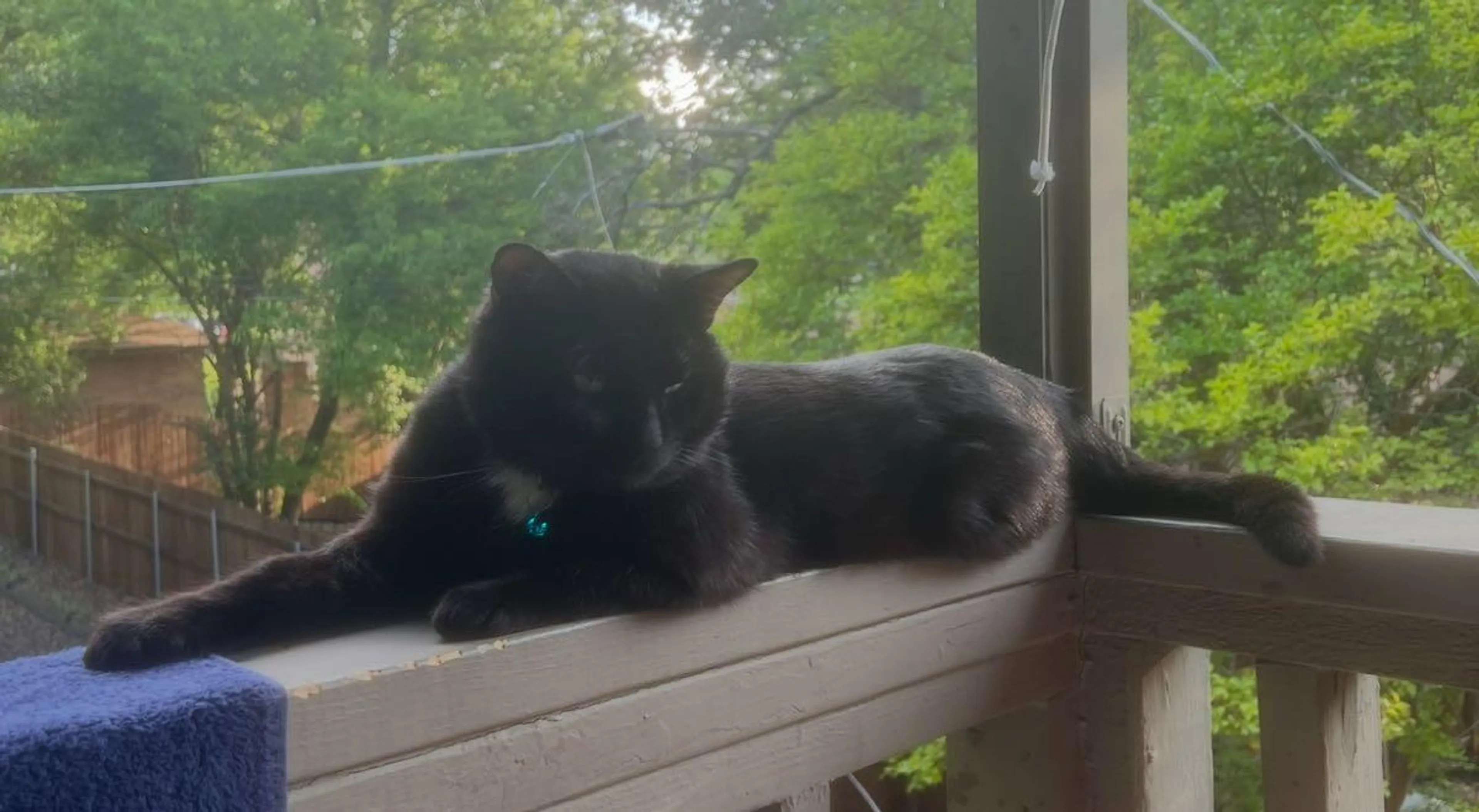 Lost pet