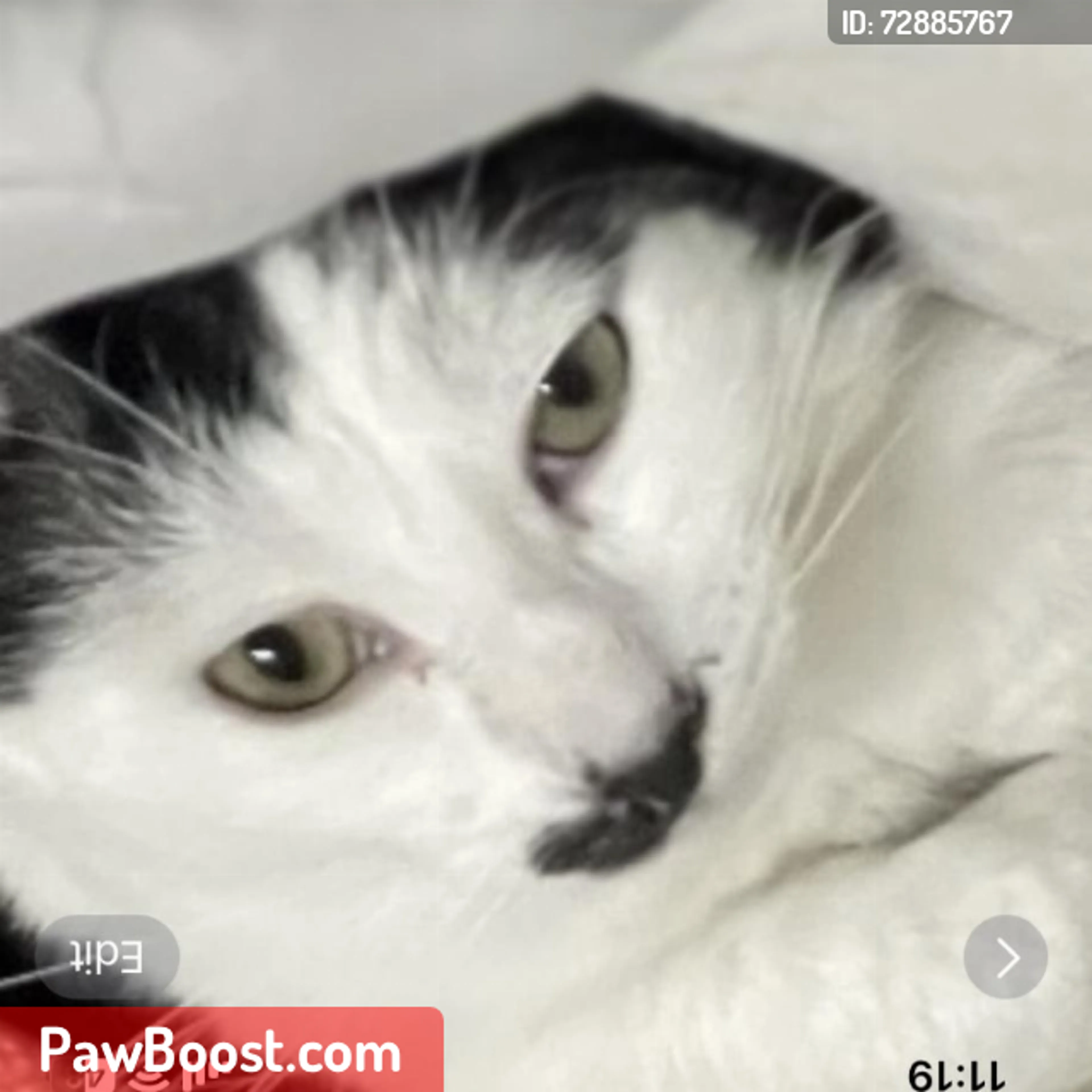 Lost pet