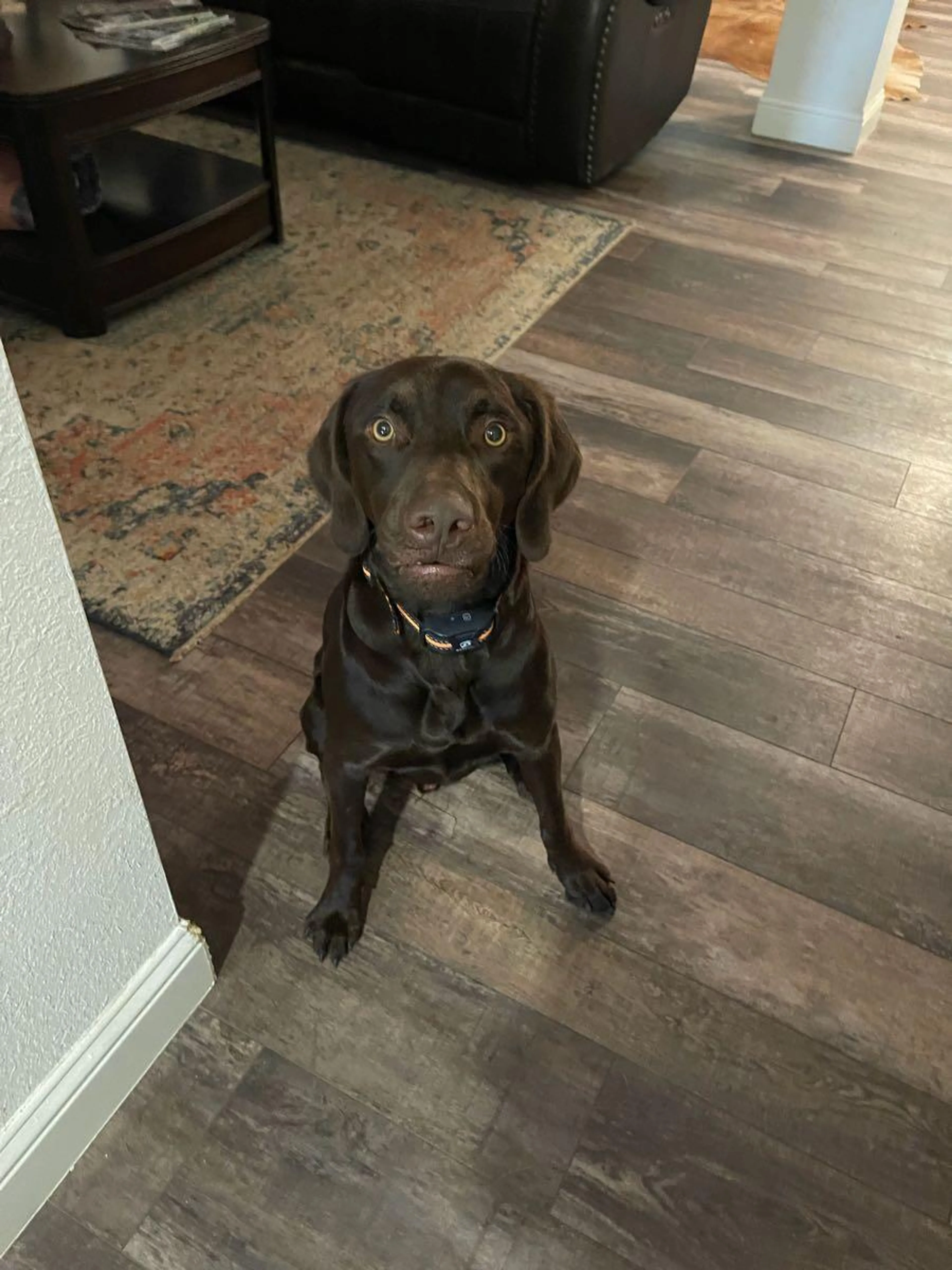 Lost pet