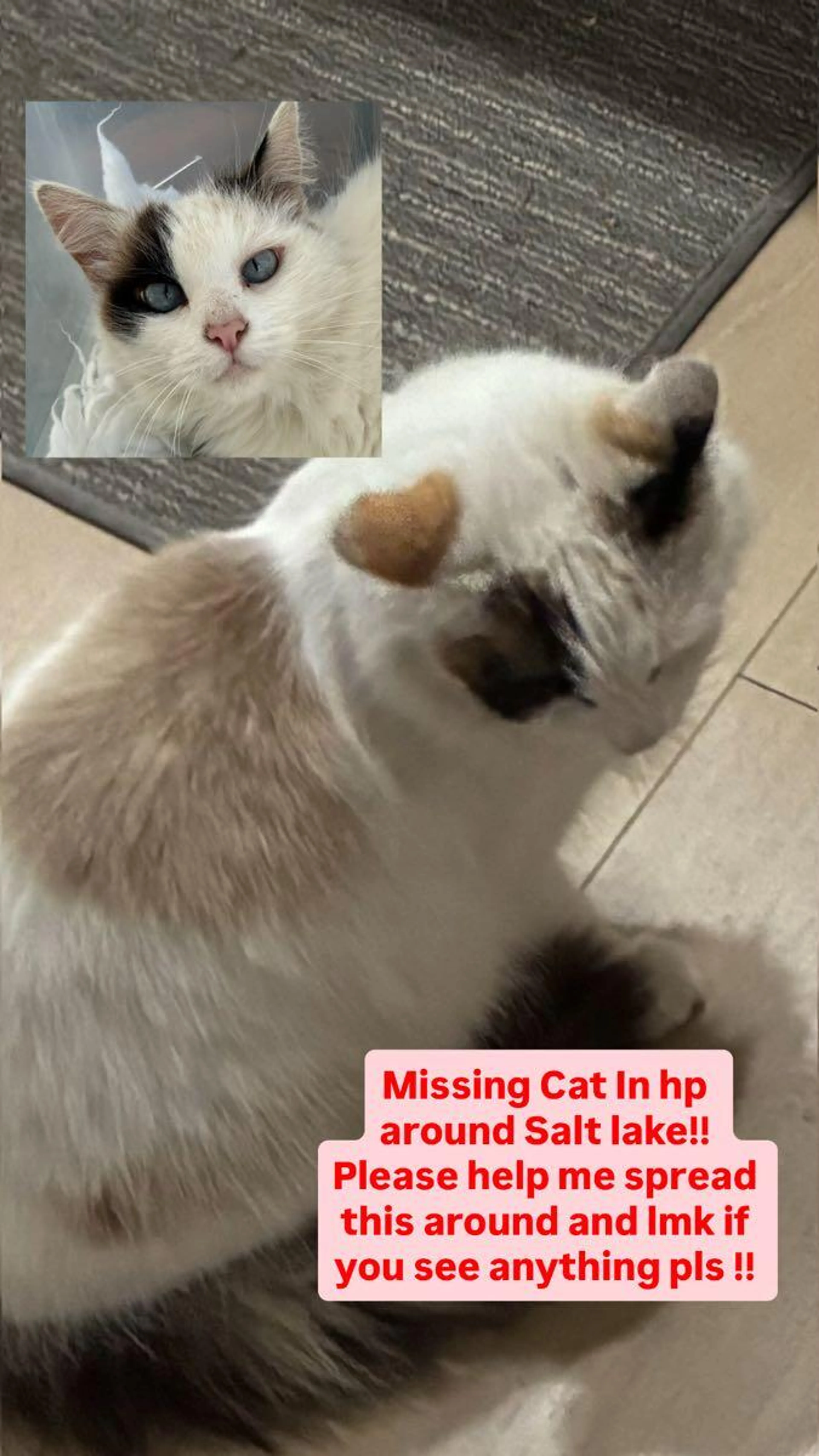 Lost pet