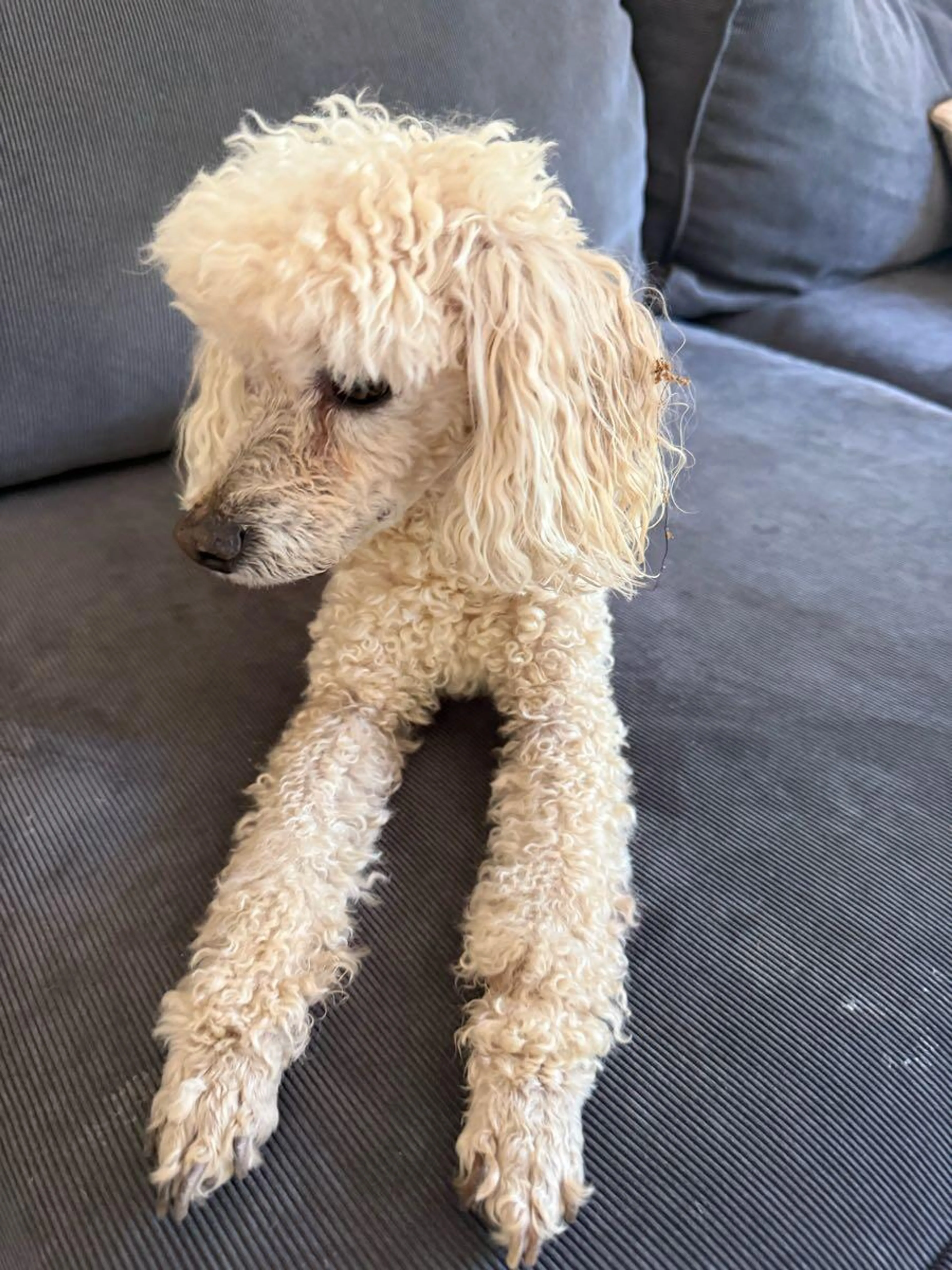 Lost pet