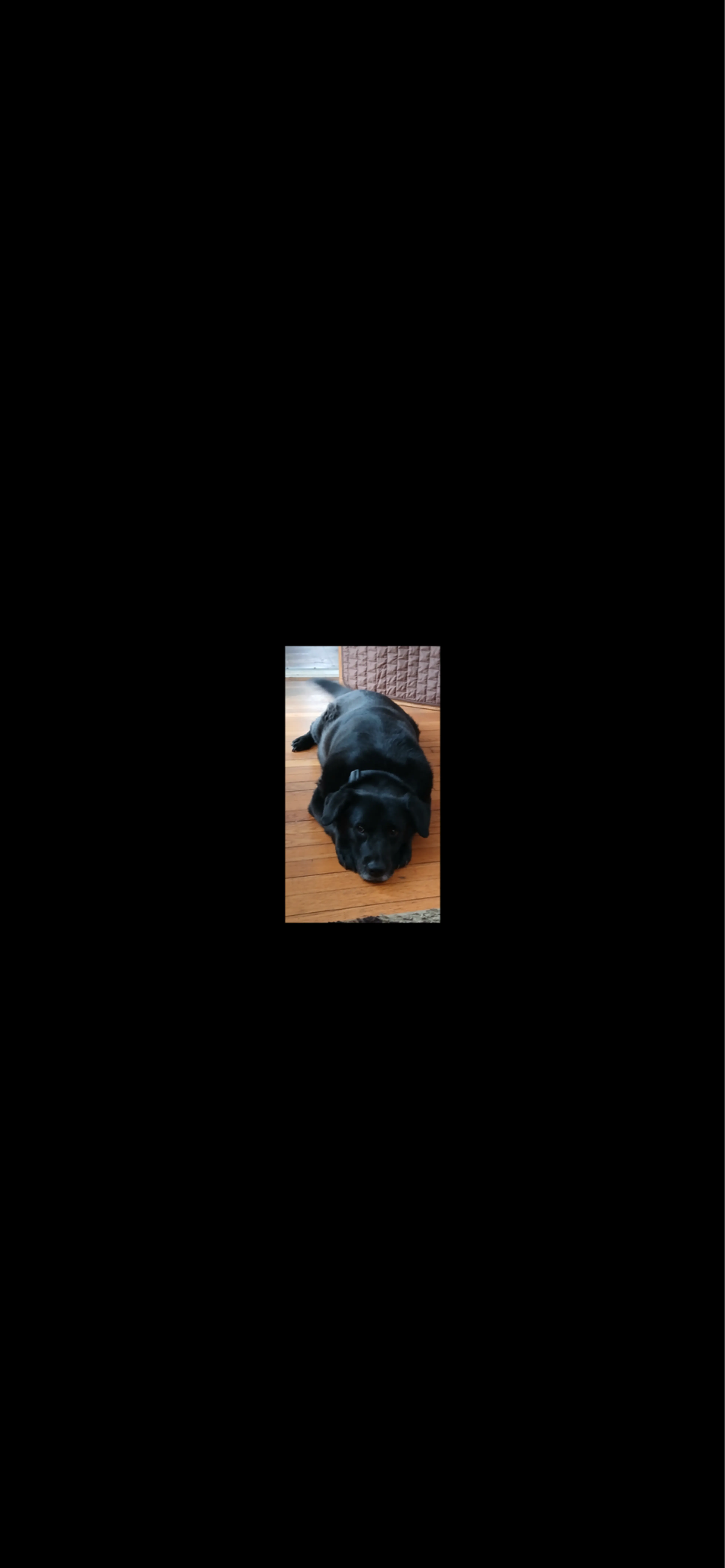 Lost pet