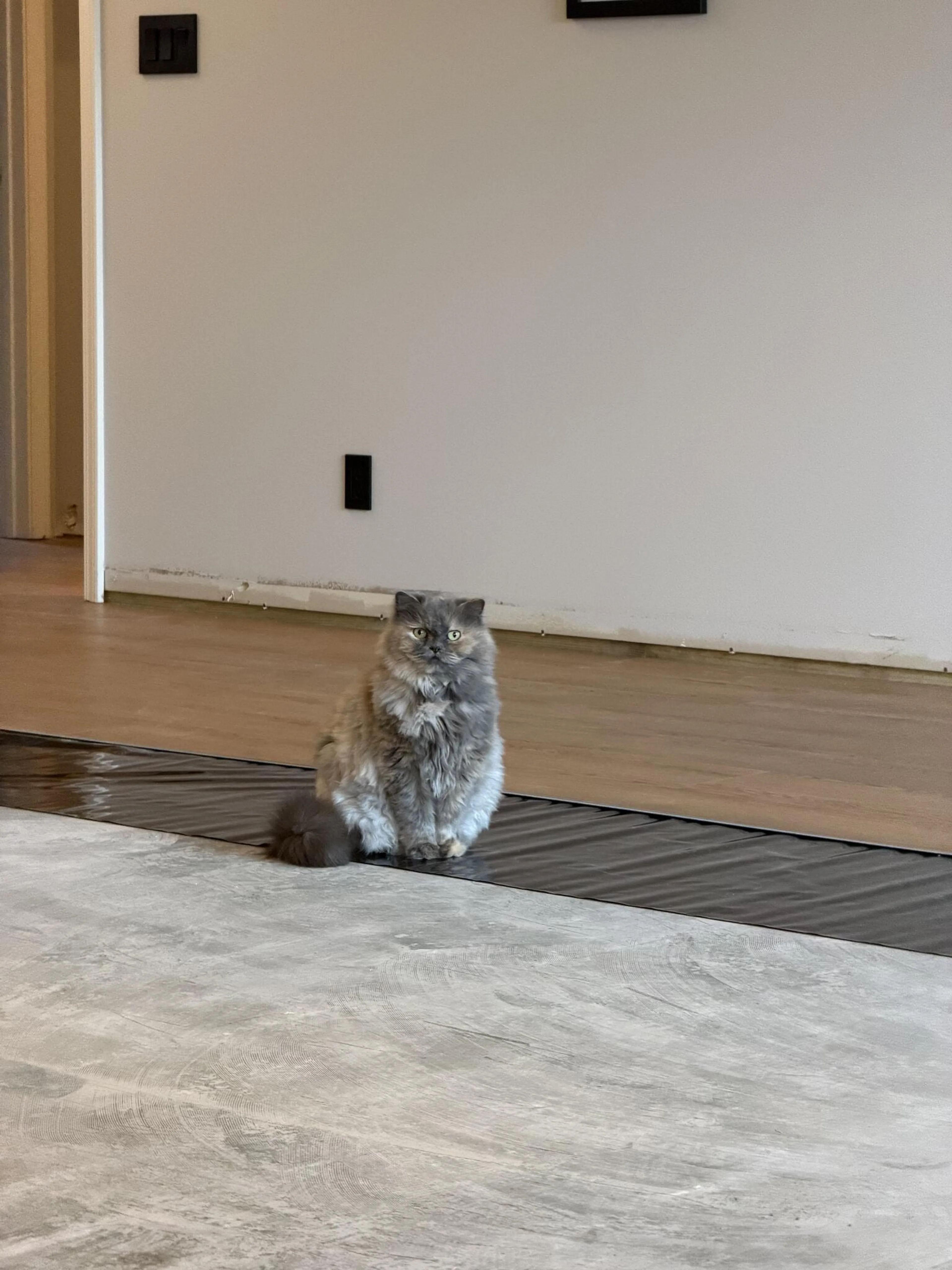 Lost pet