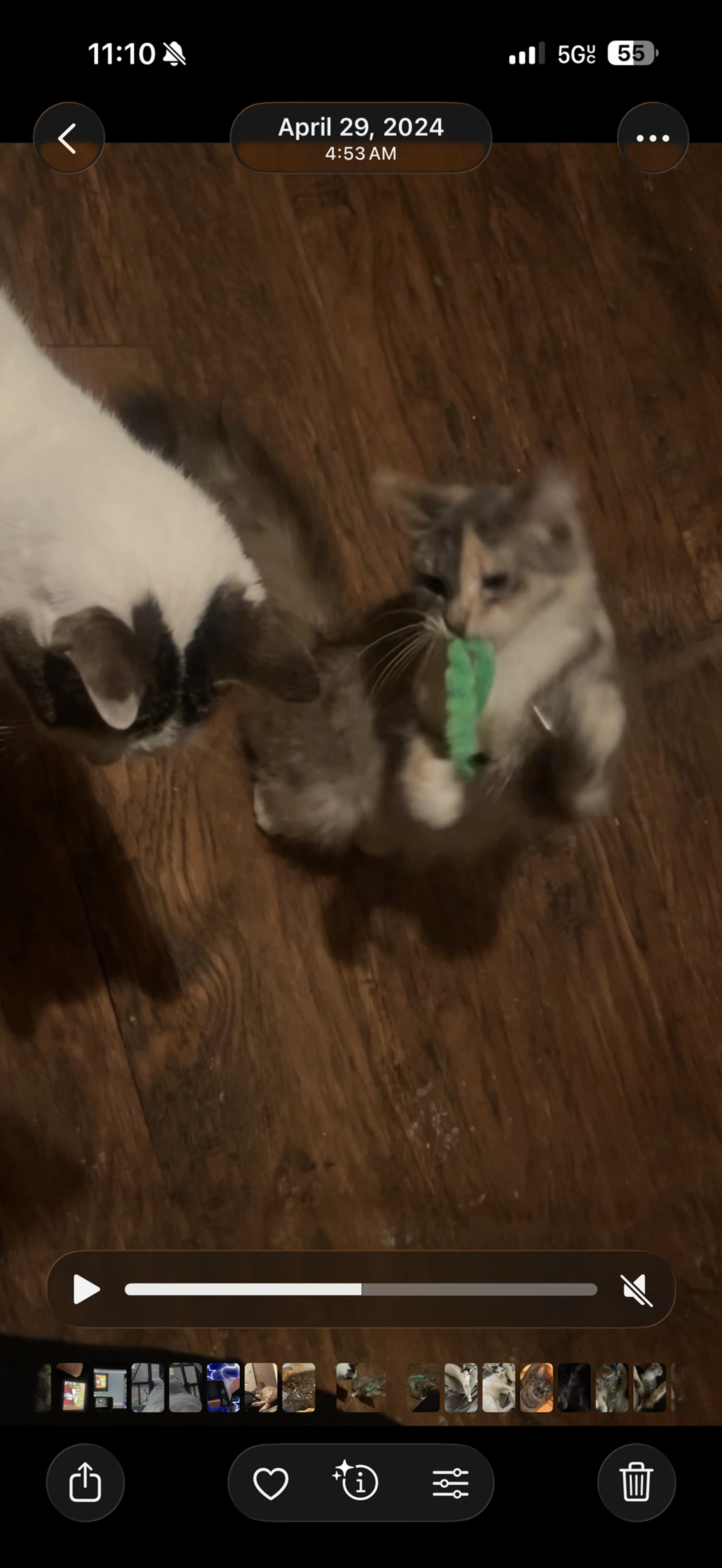 Lost pet