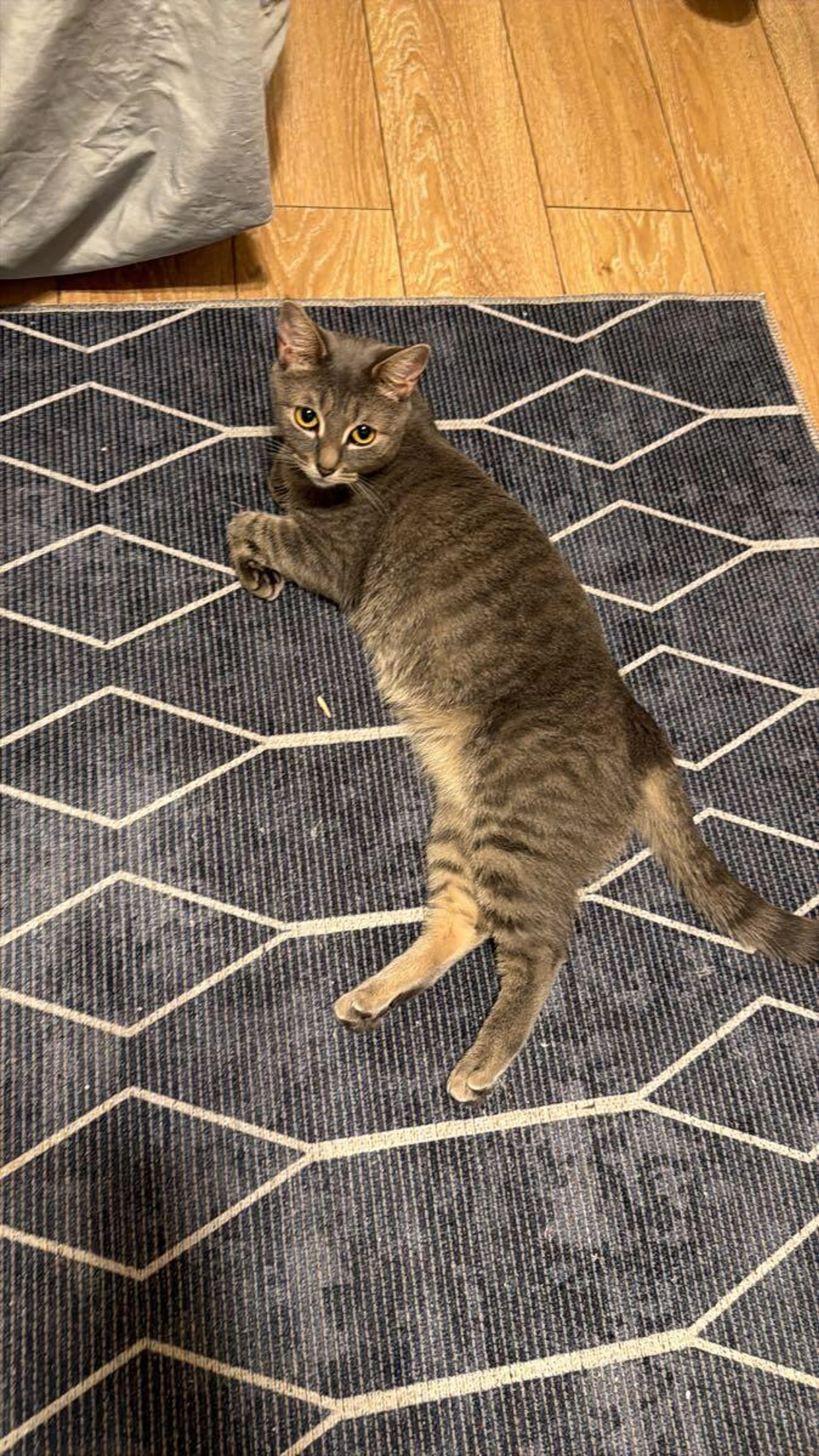 Lost pet