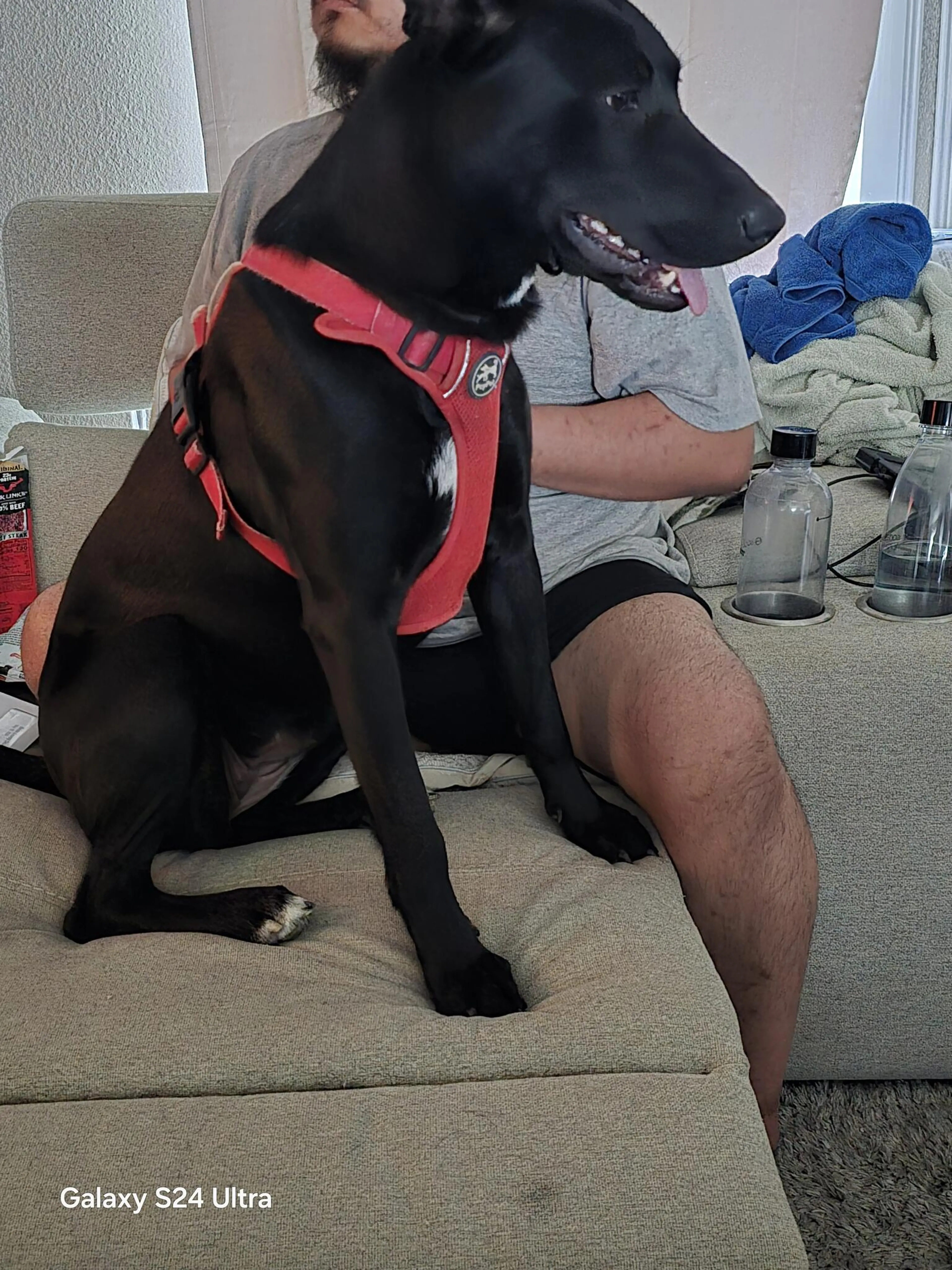 Lost pet