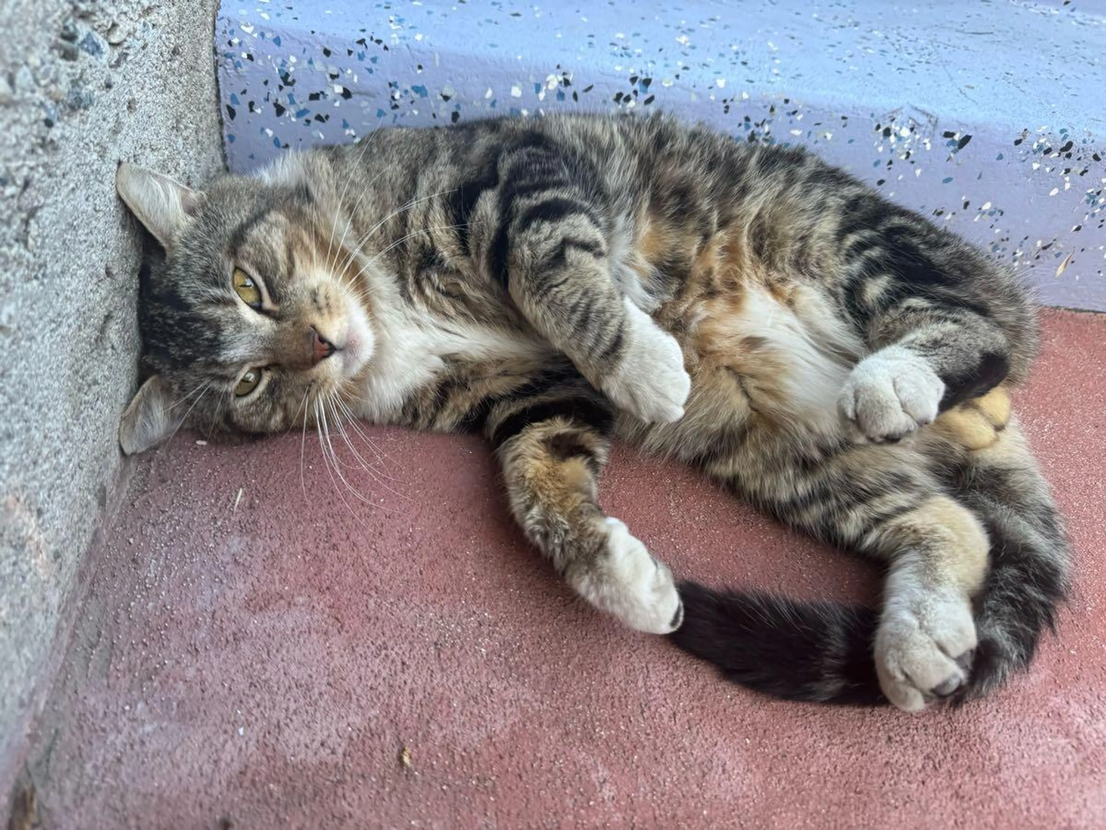 Lost pet