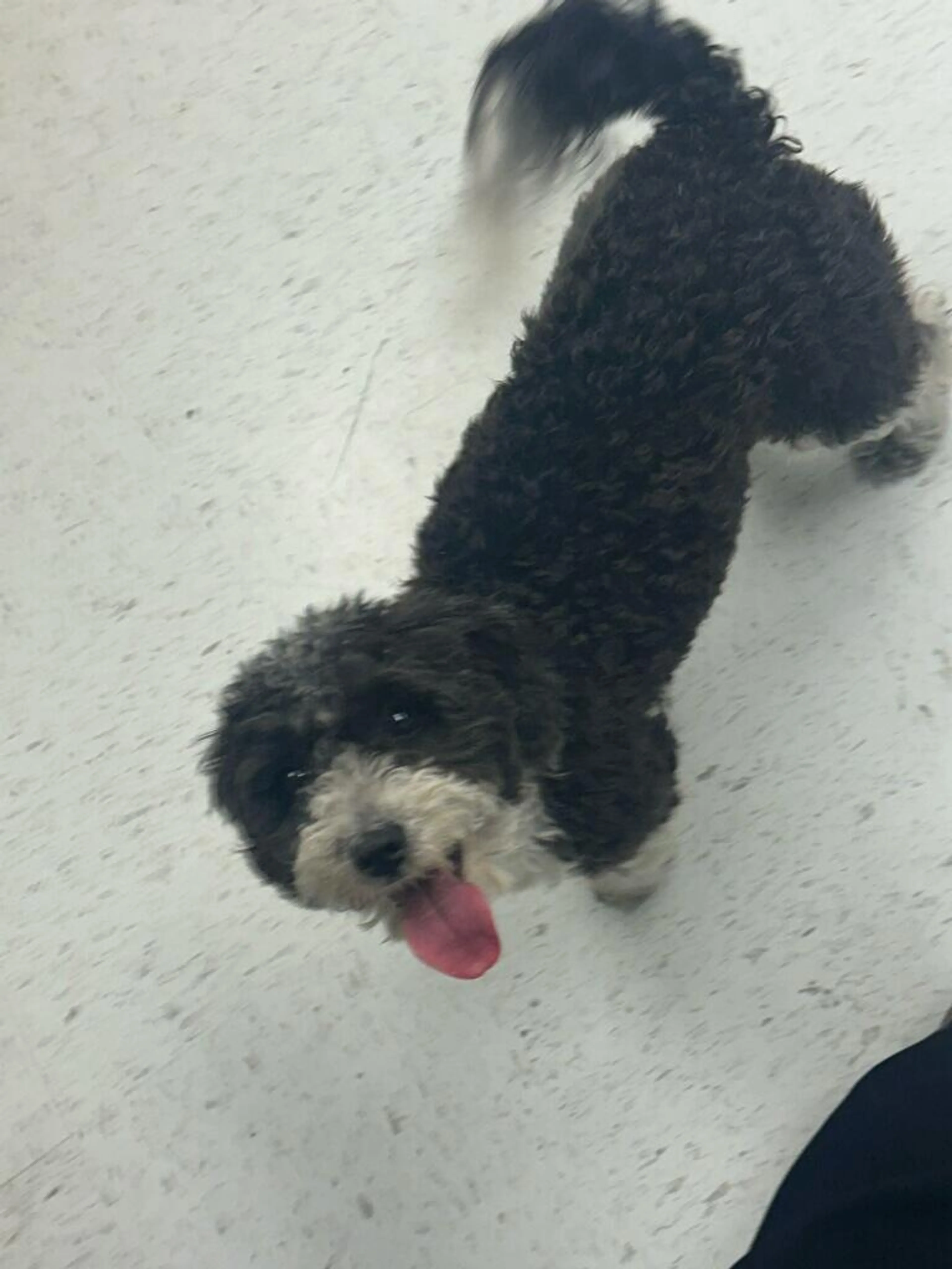 Found pet