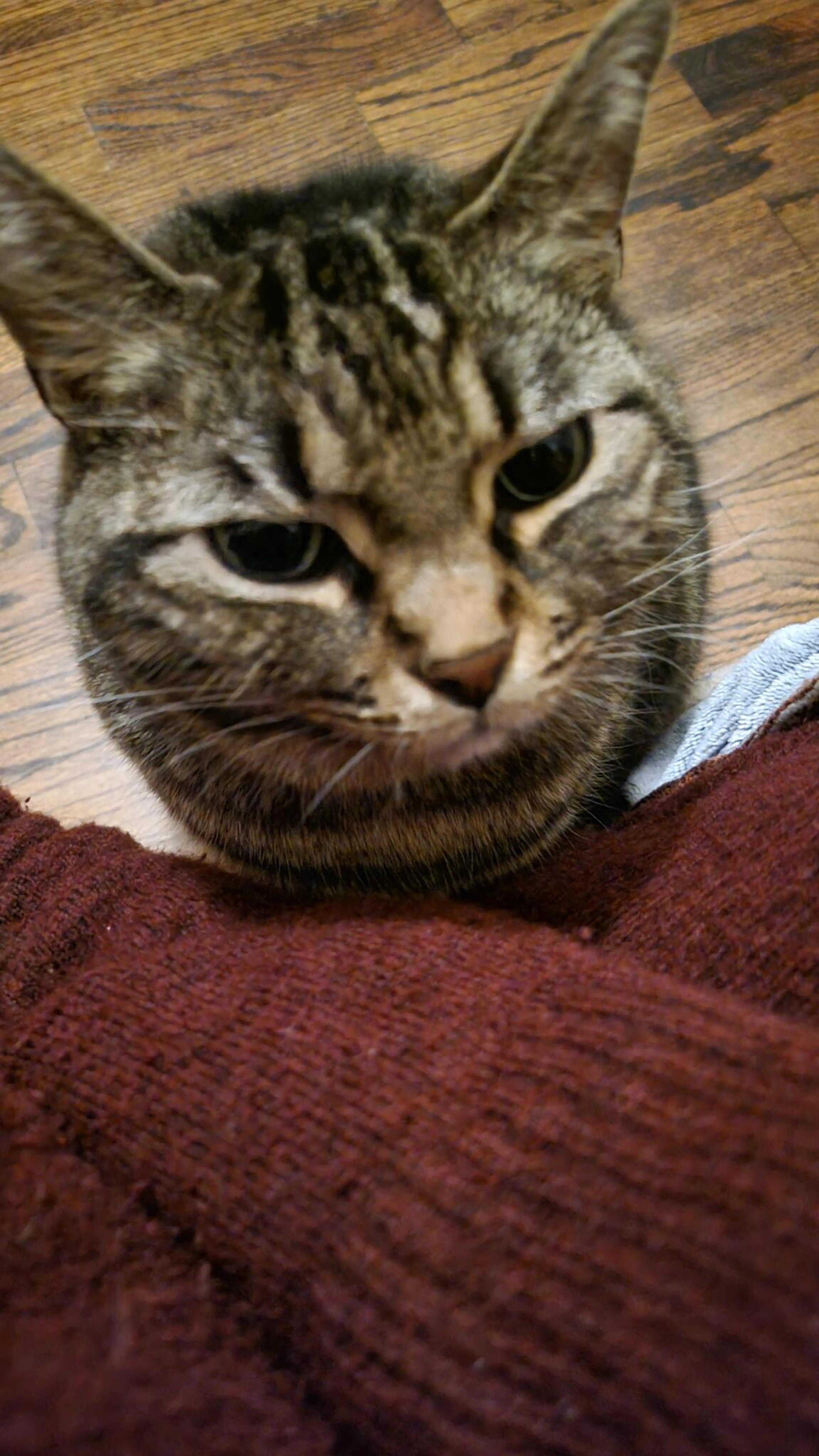 Lost pet