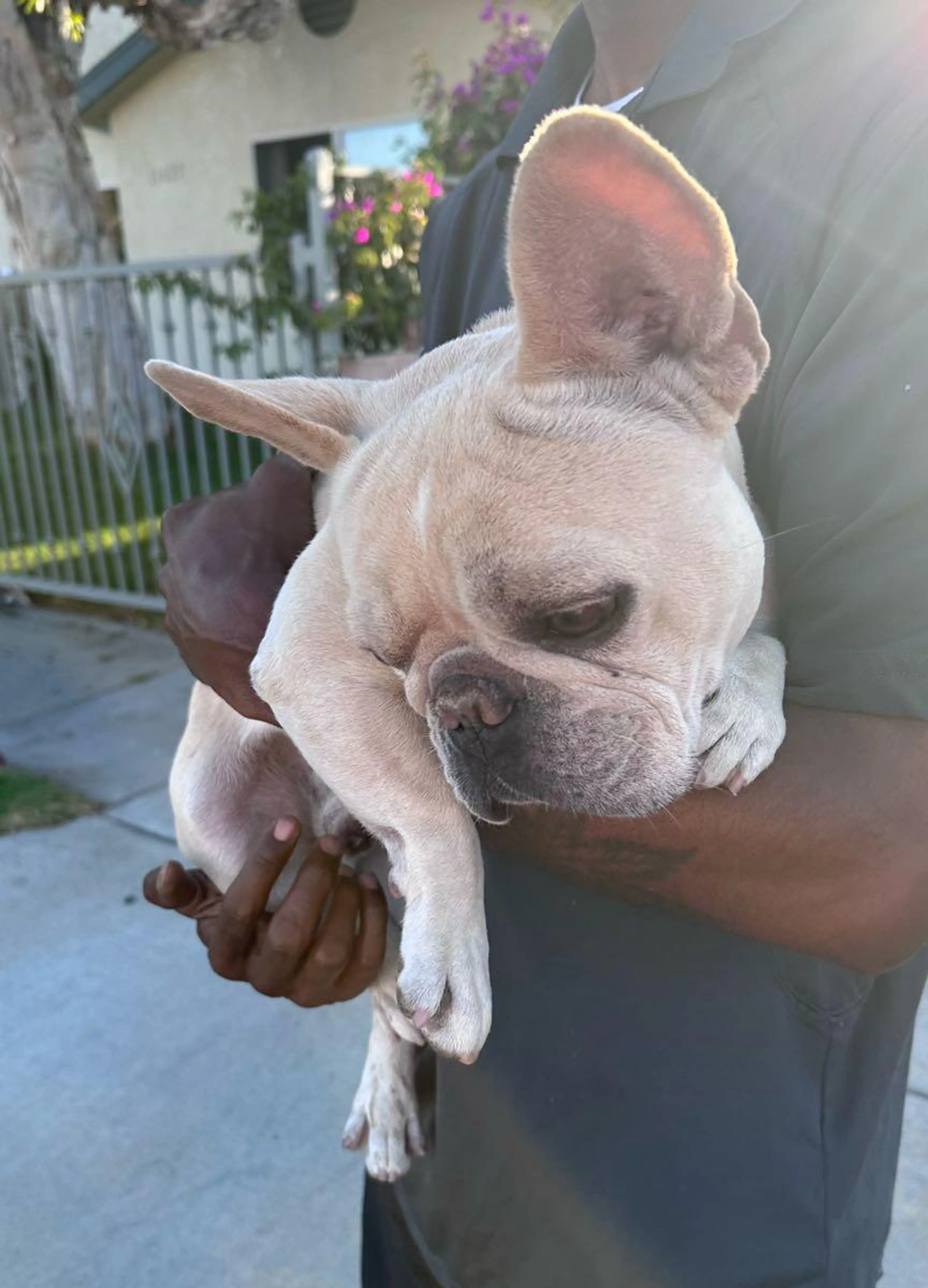 Found pet