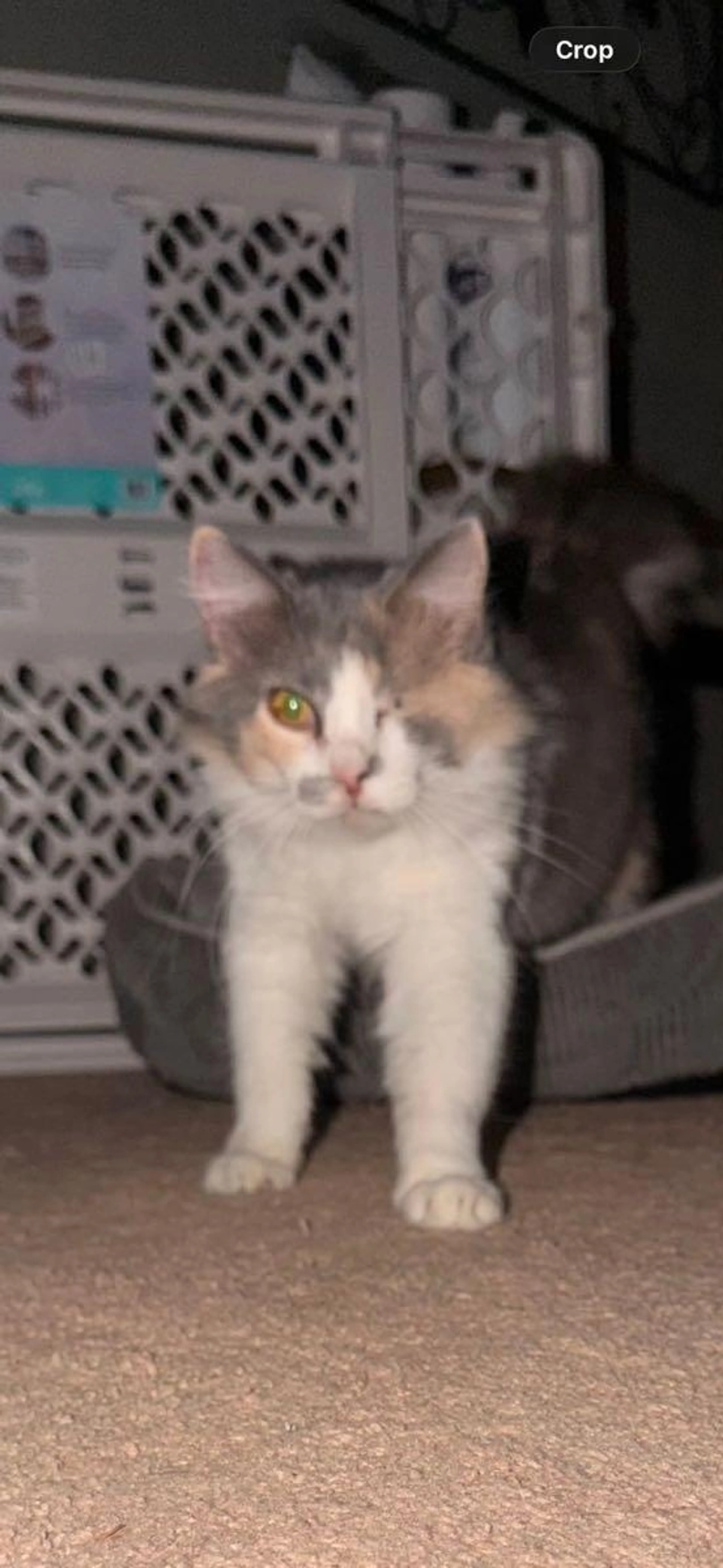 Lost pet
