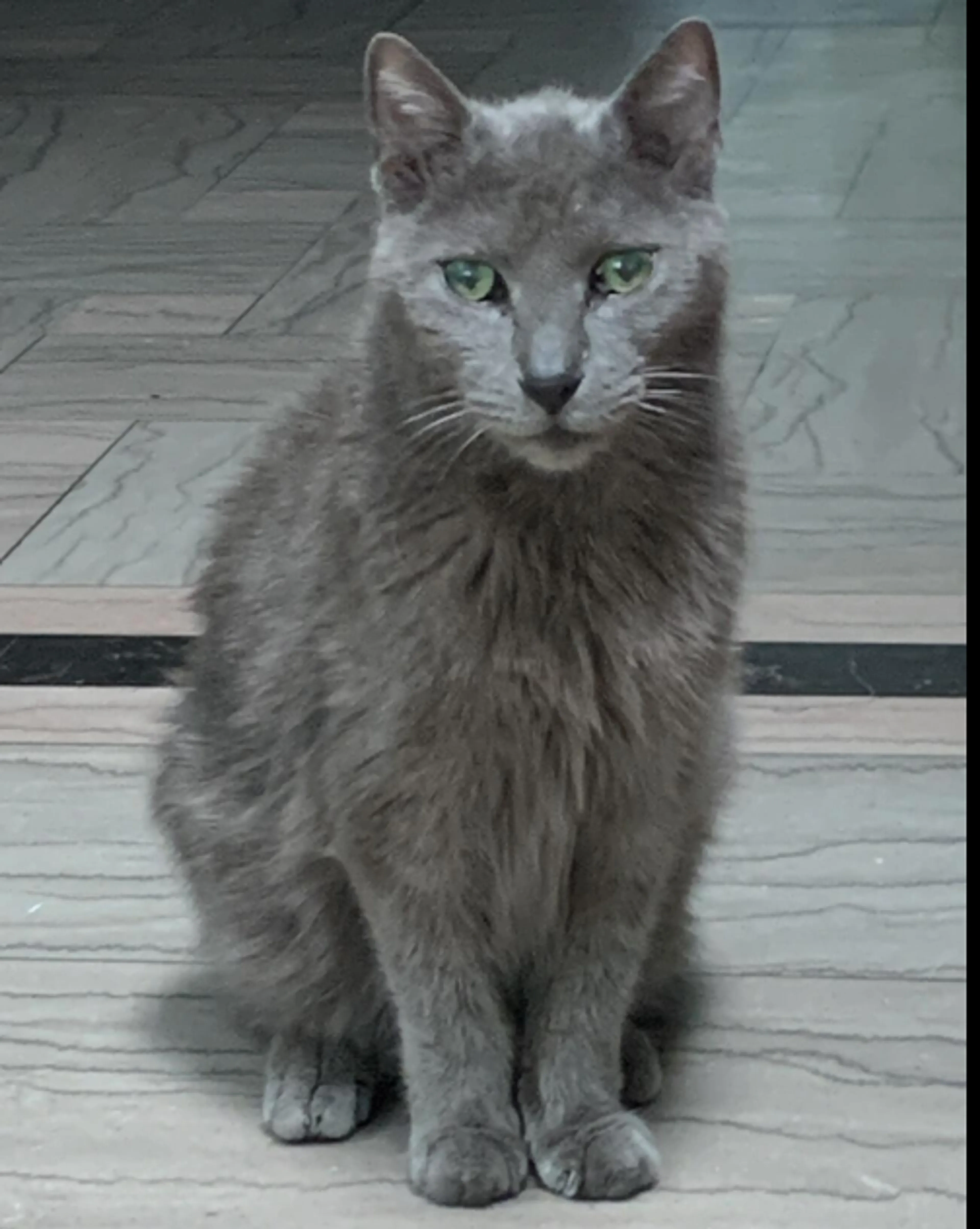Lost pet