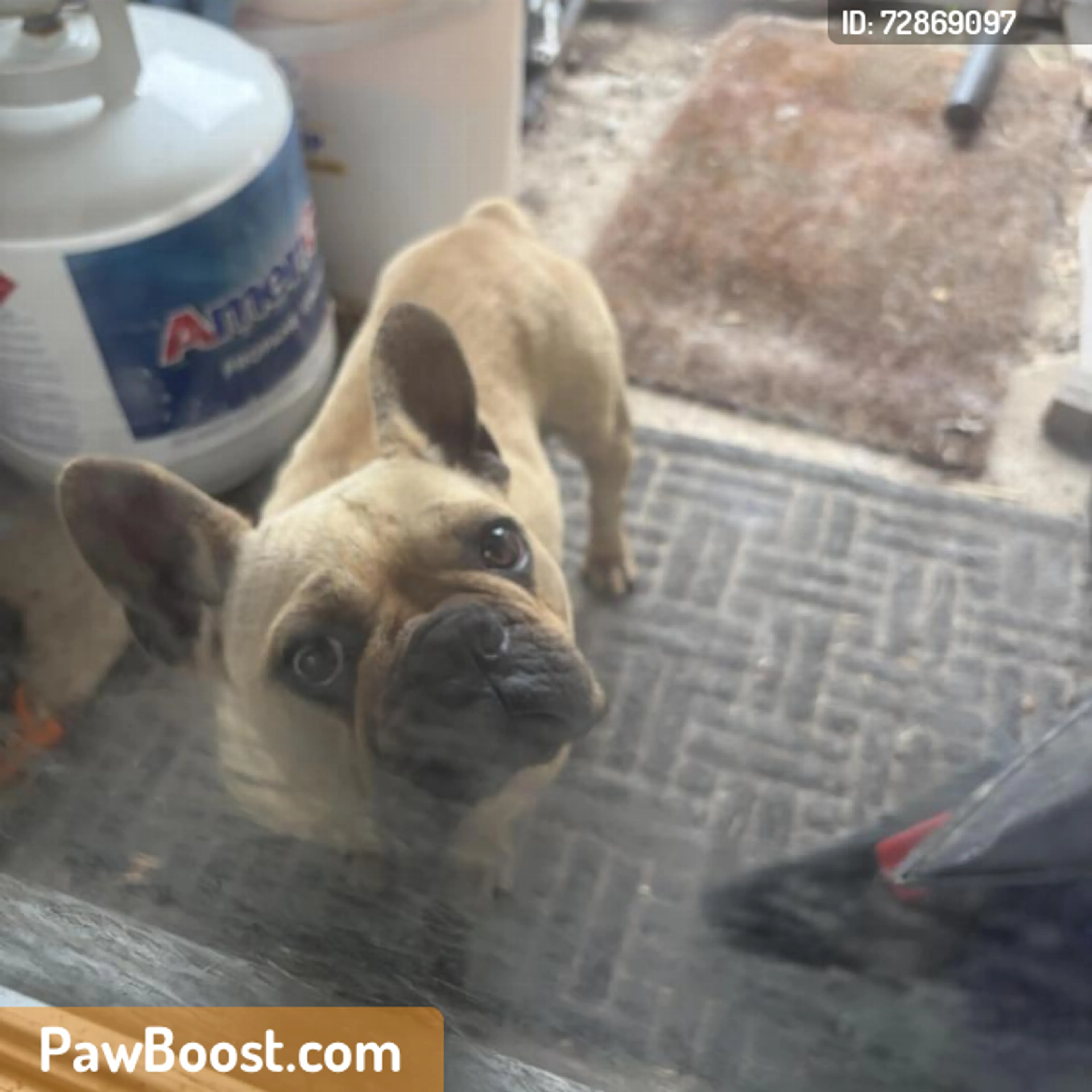 Found pet