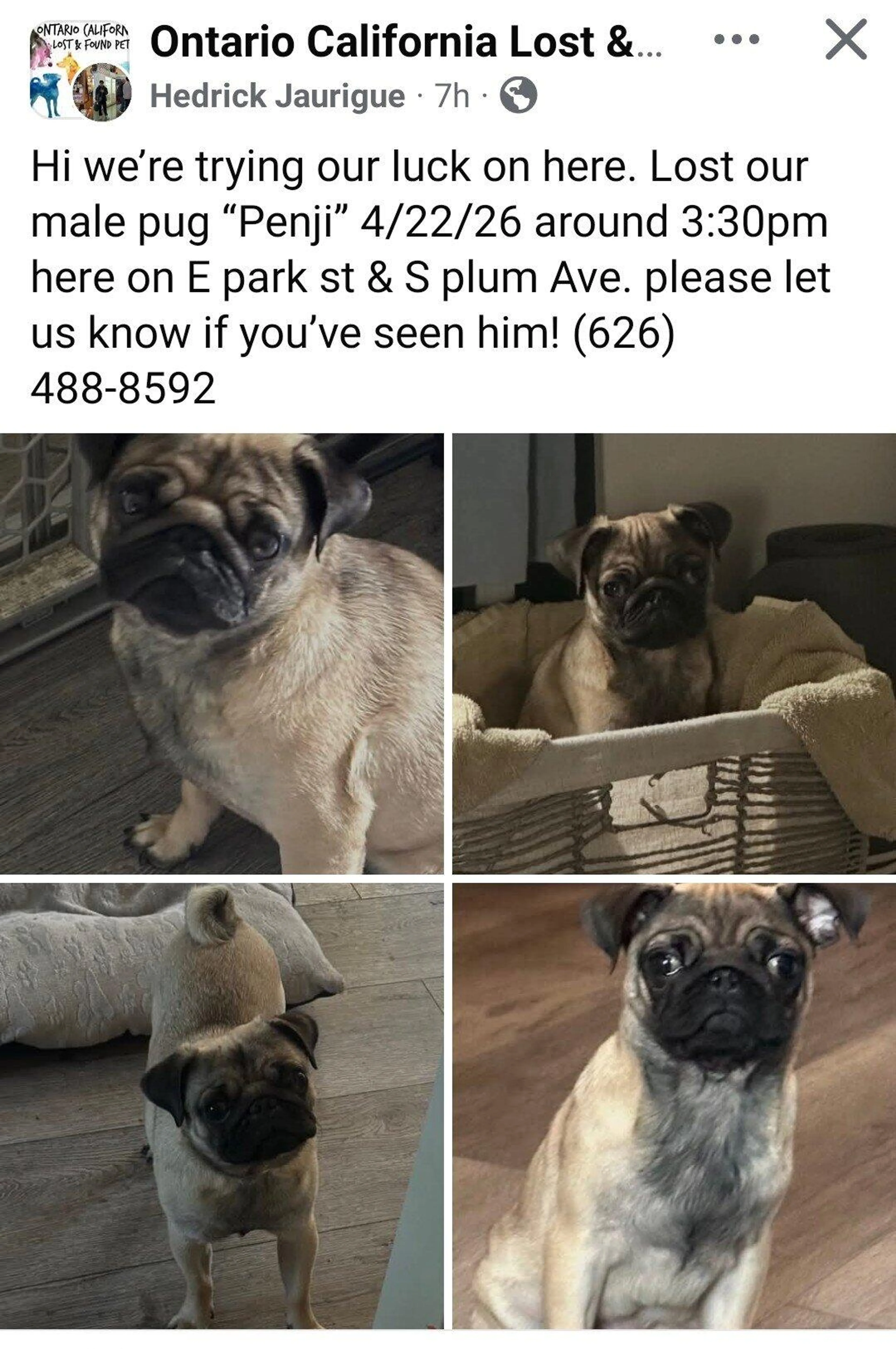 Lost pet