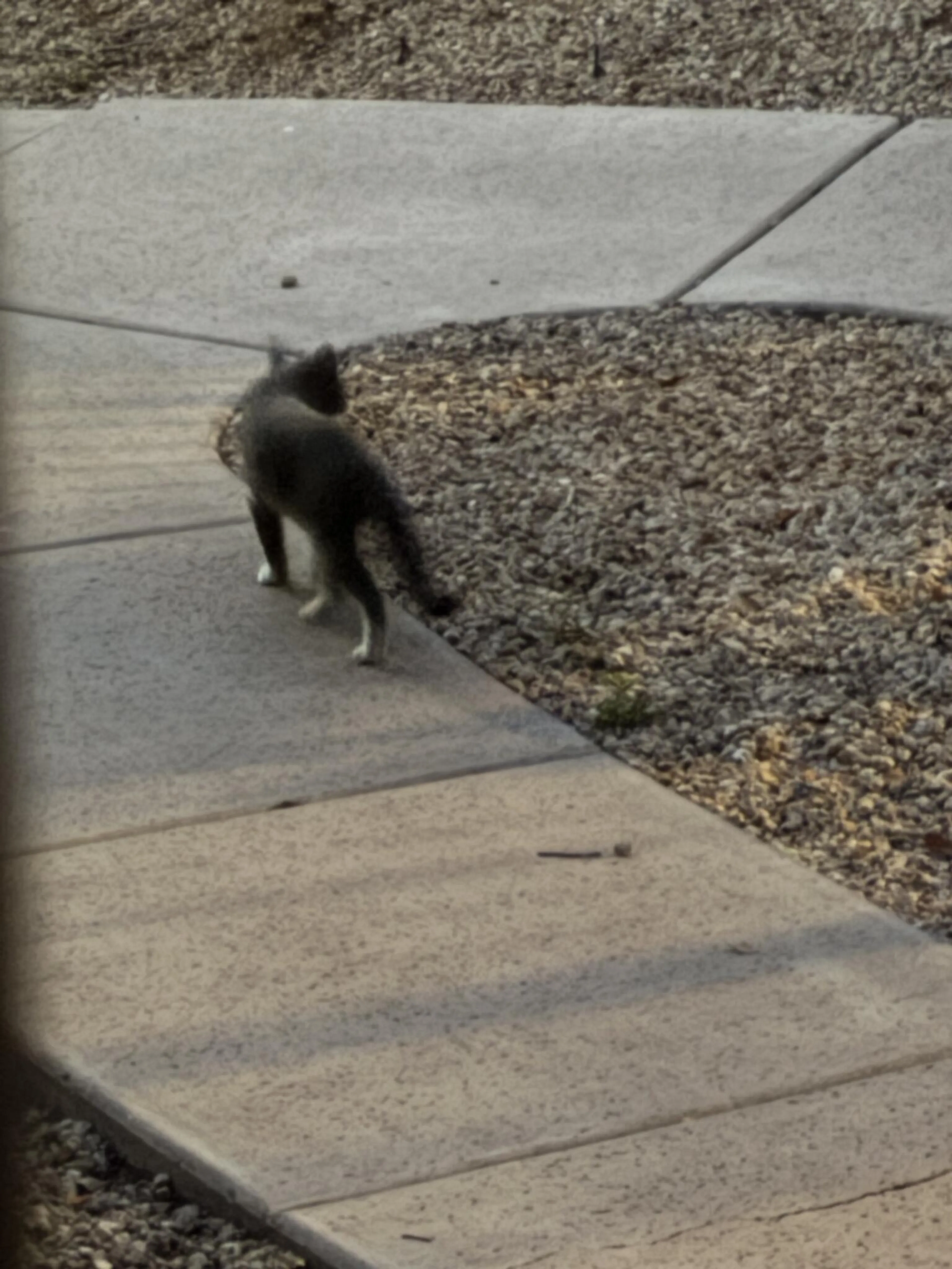 Found pet