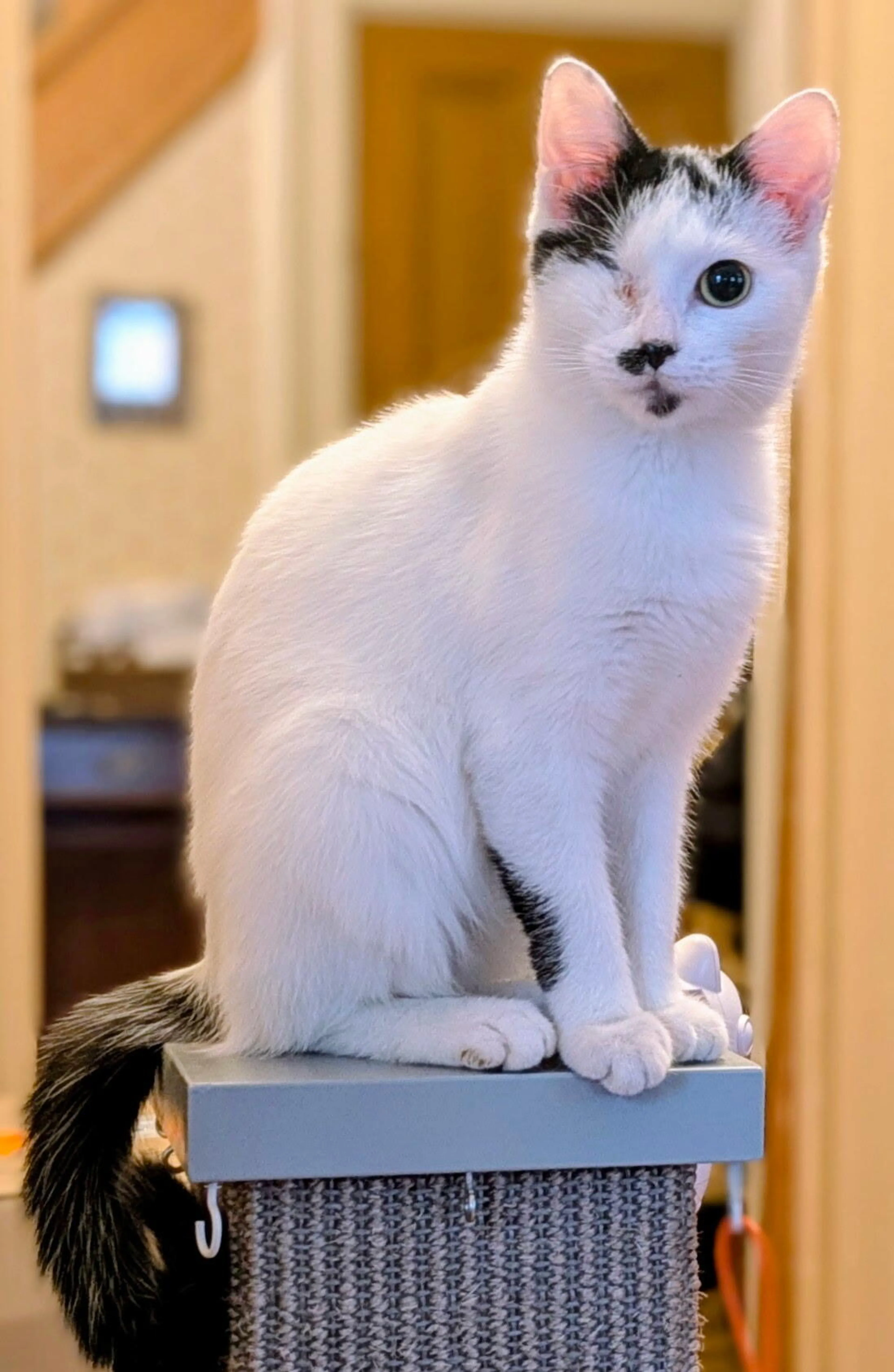 Lost pet