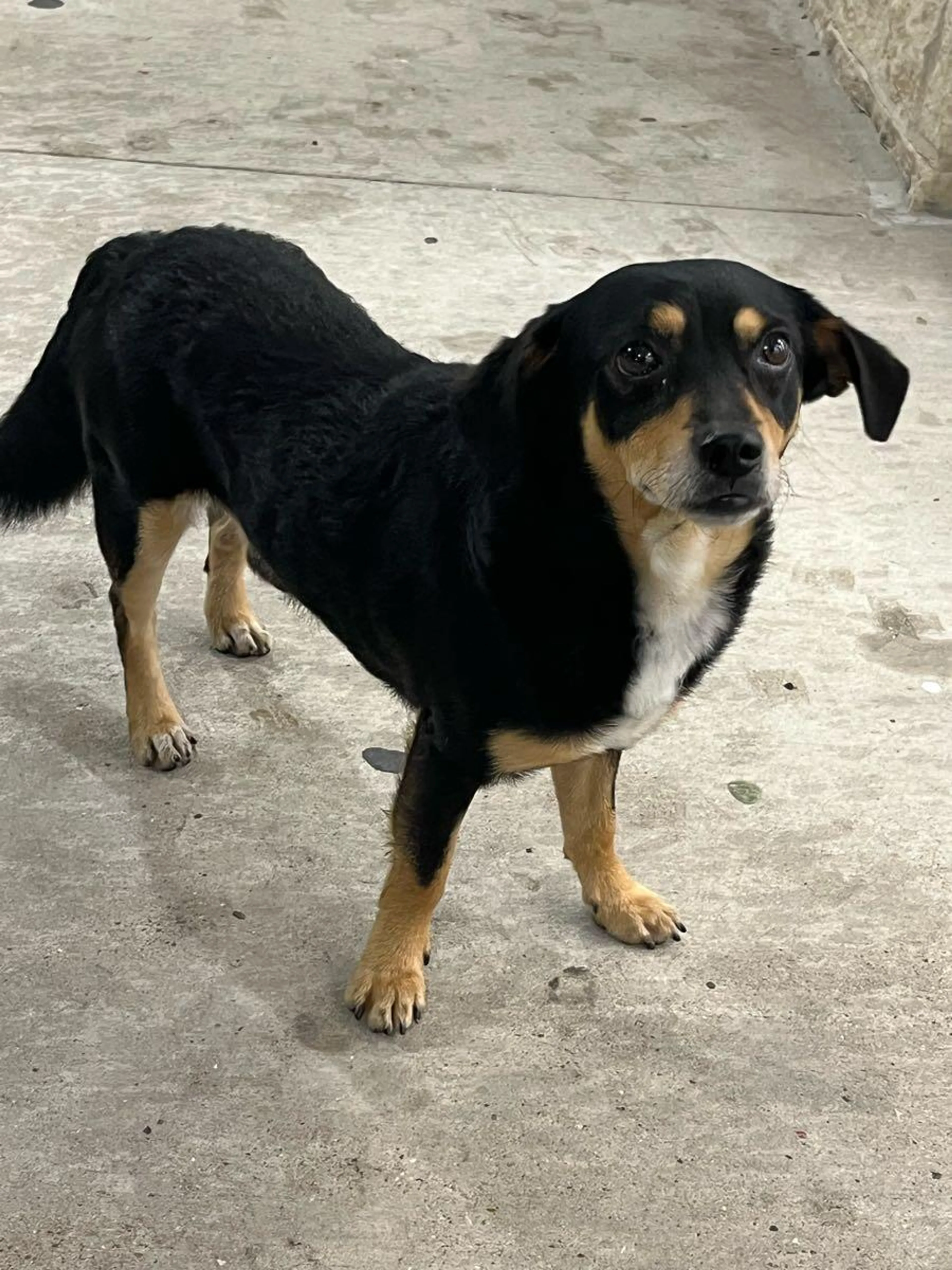 Found pet
